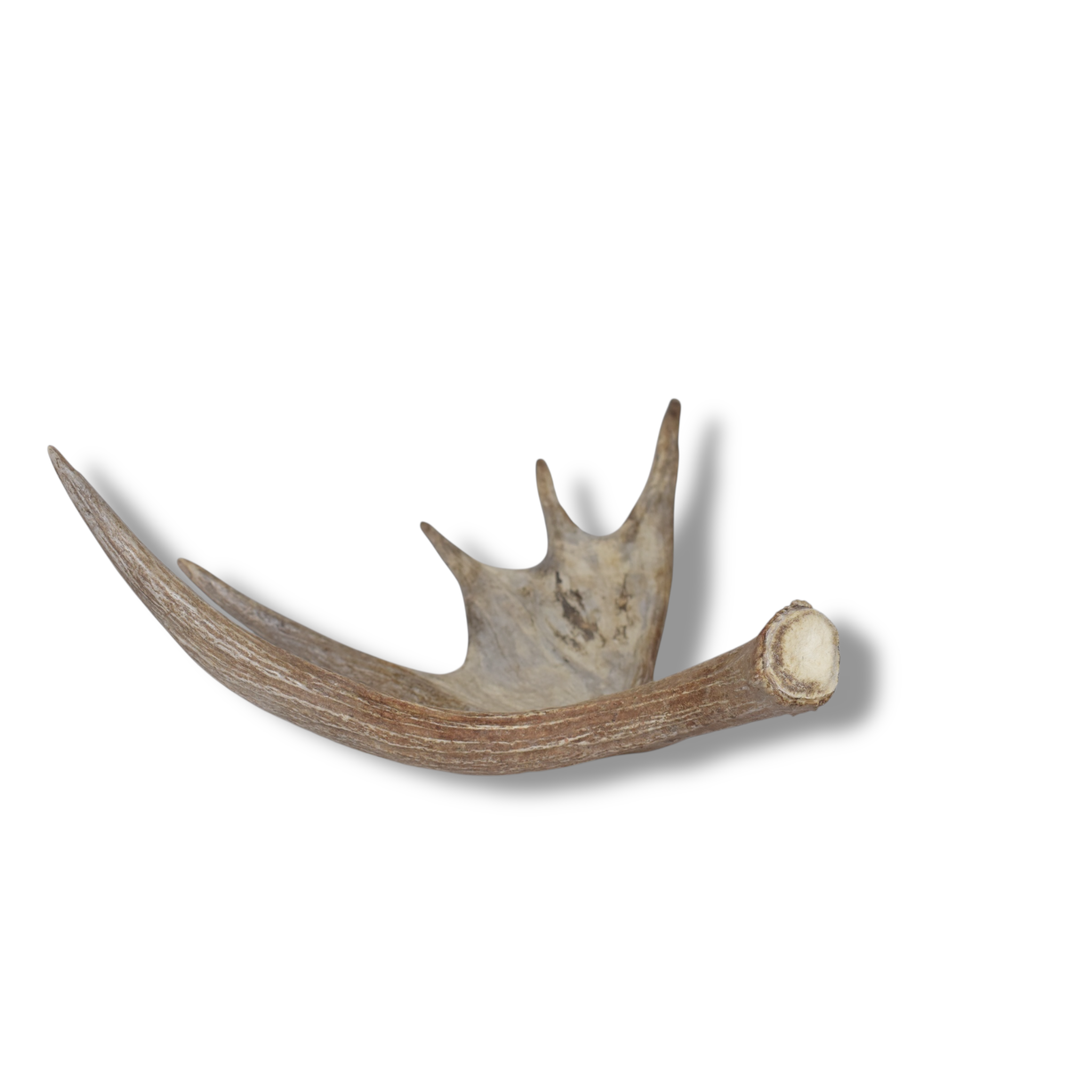 Moose Antler | Small Size | 11