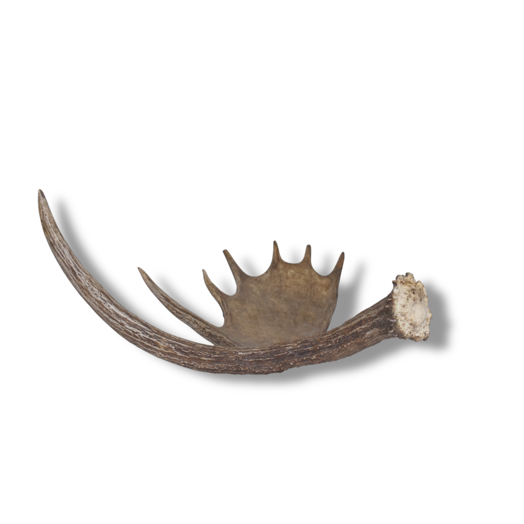 Moose Antler | Small Size | 07