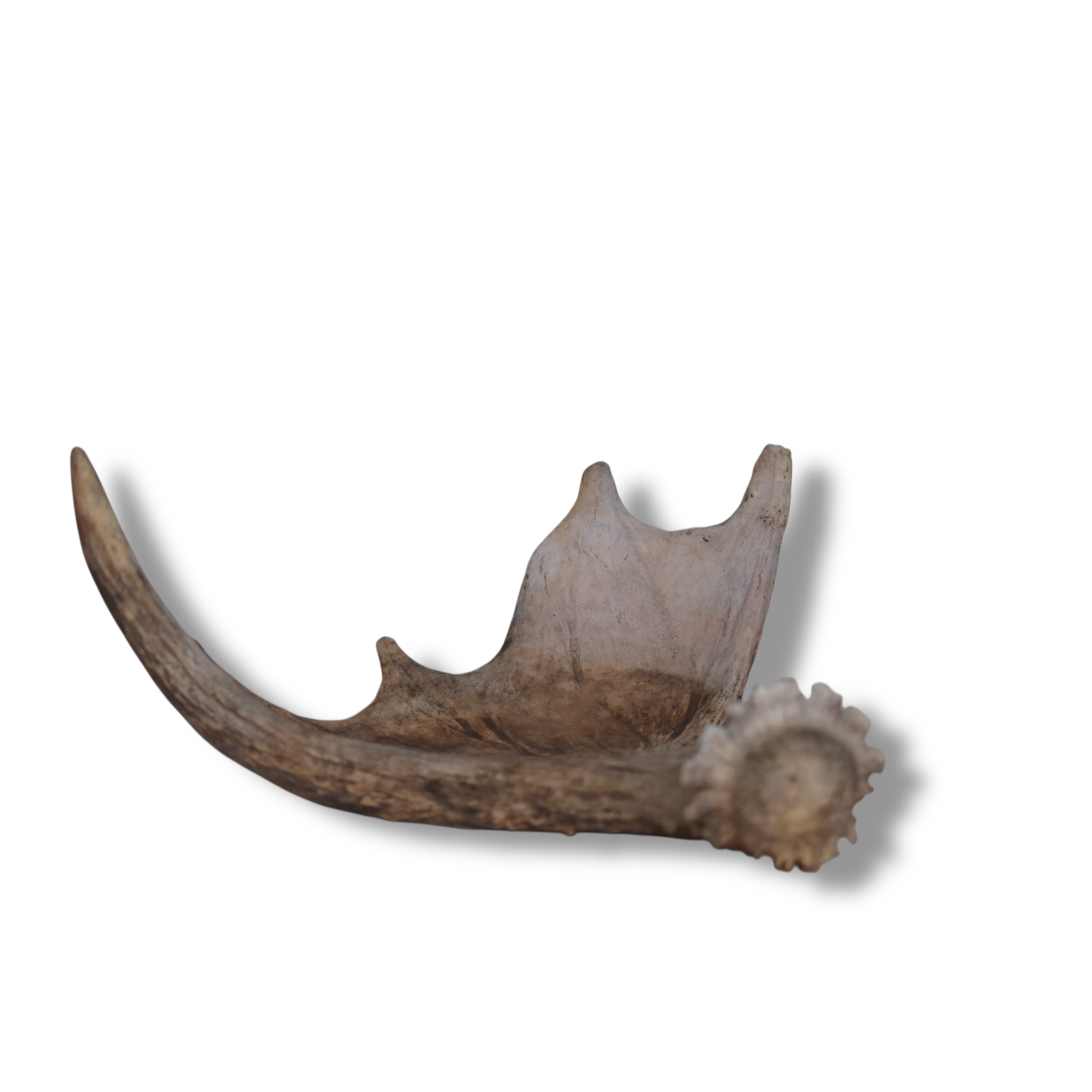 Moose Antler | 06 | SOLD OUT