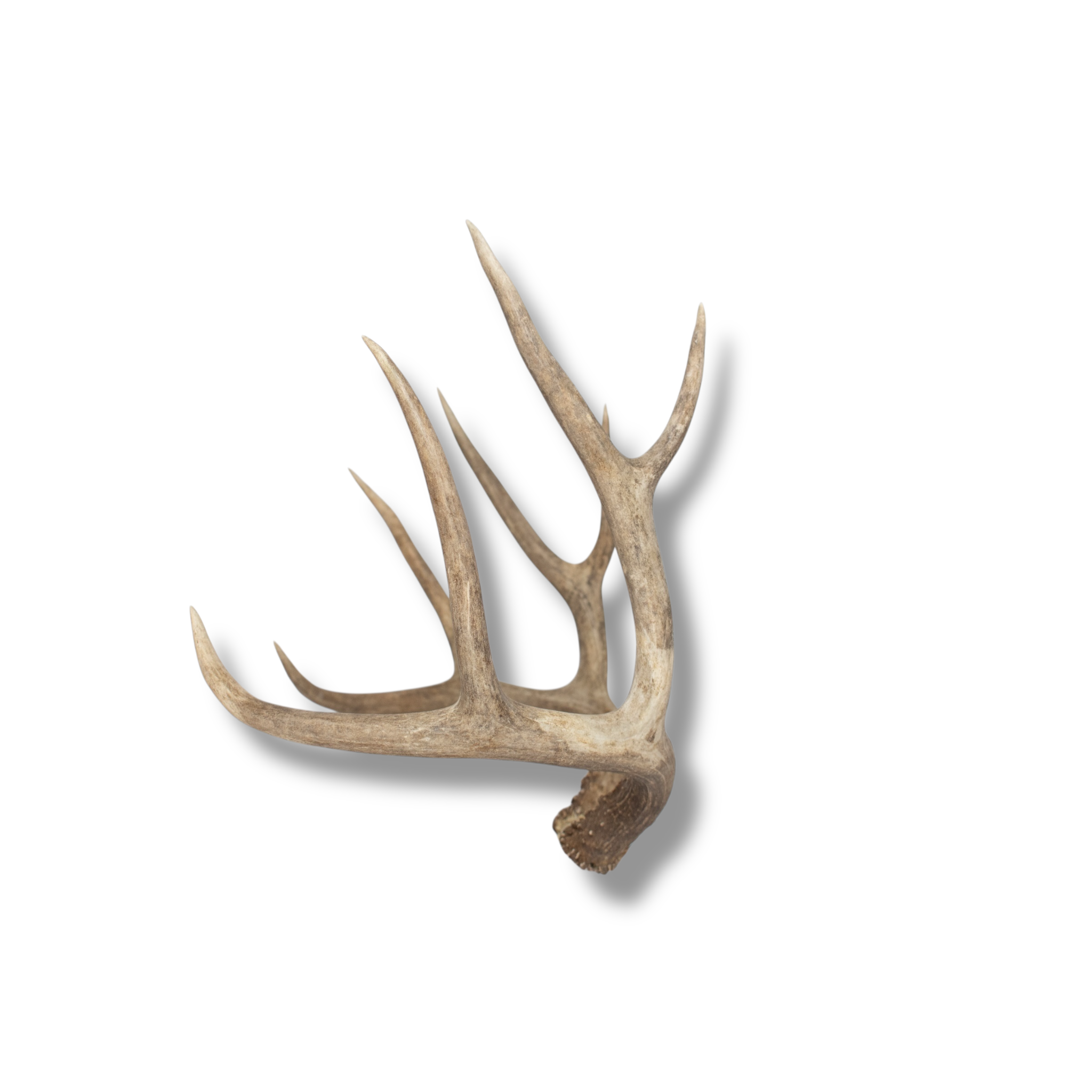 Mule Deer Medium | Made-to-Order | 11
