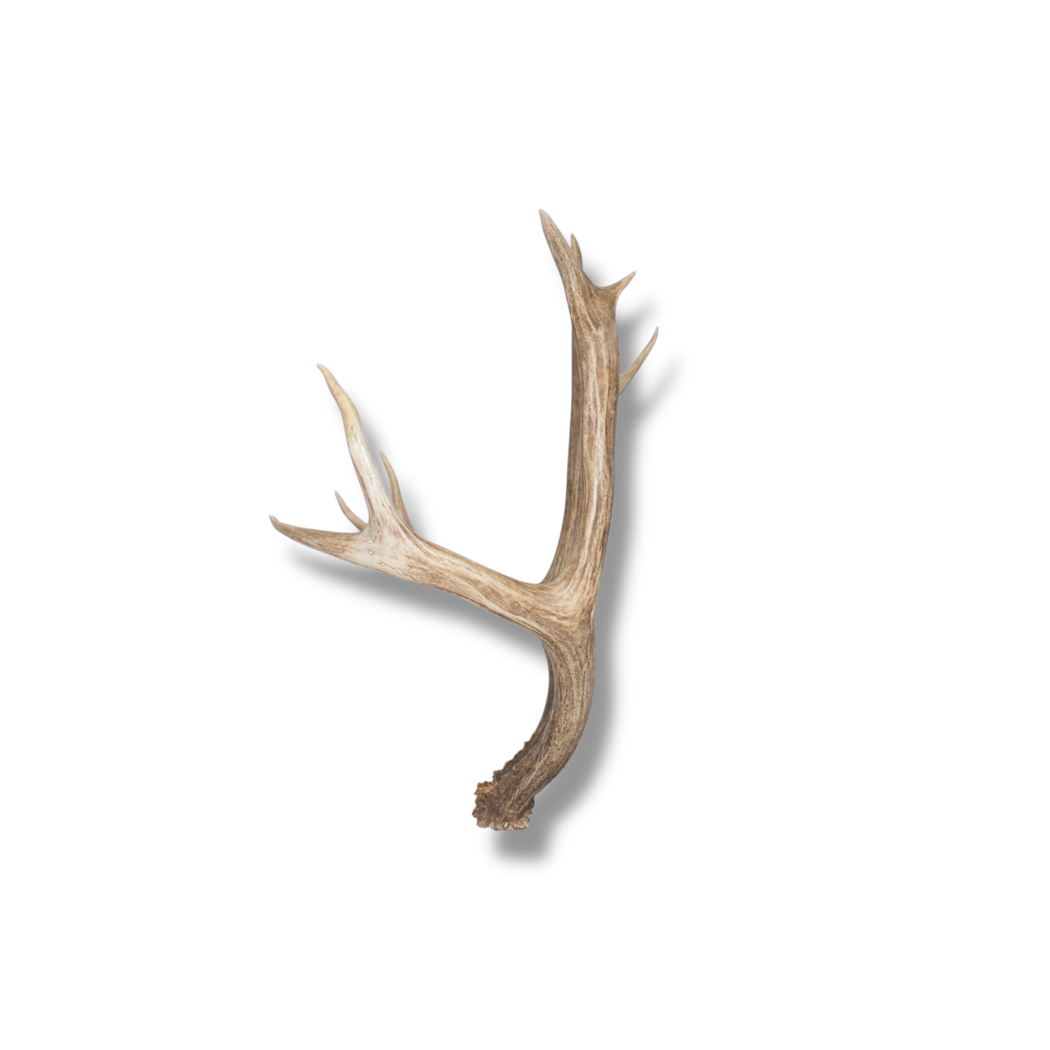 Mule Deer Medium | Made-to-Order | 12
