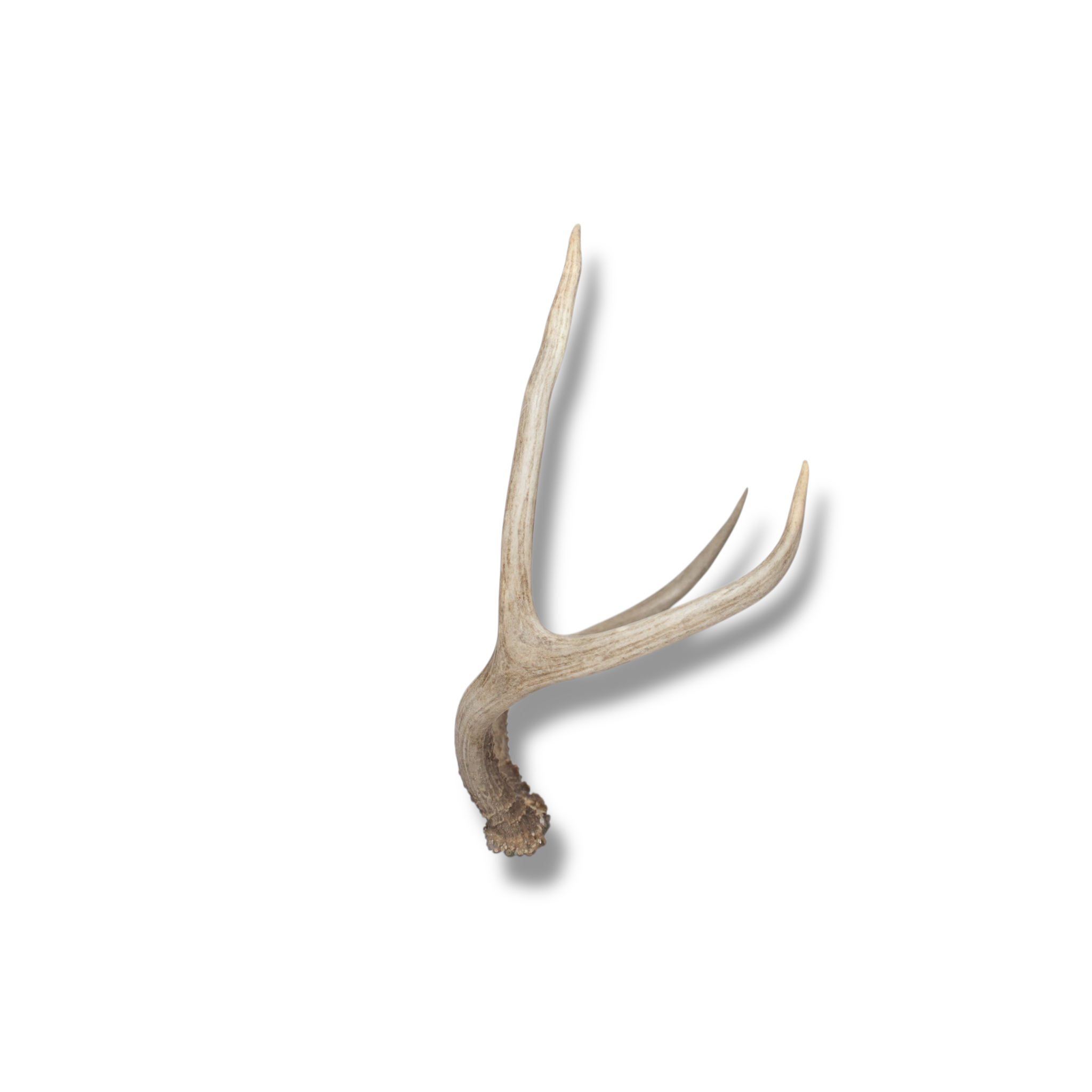 Mule Deer Small | Made-to-Order | 13