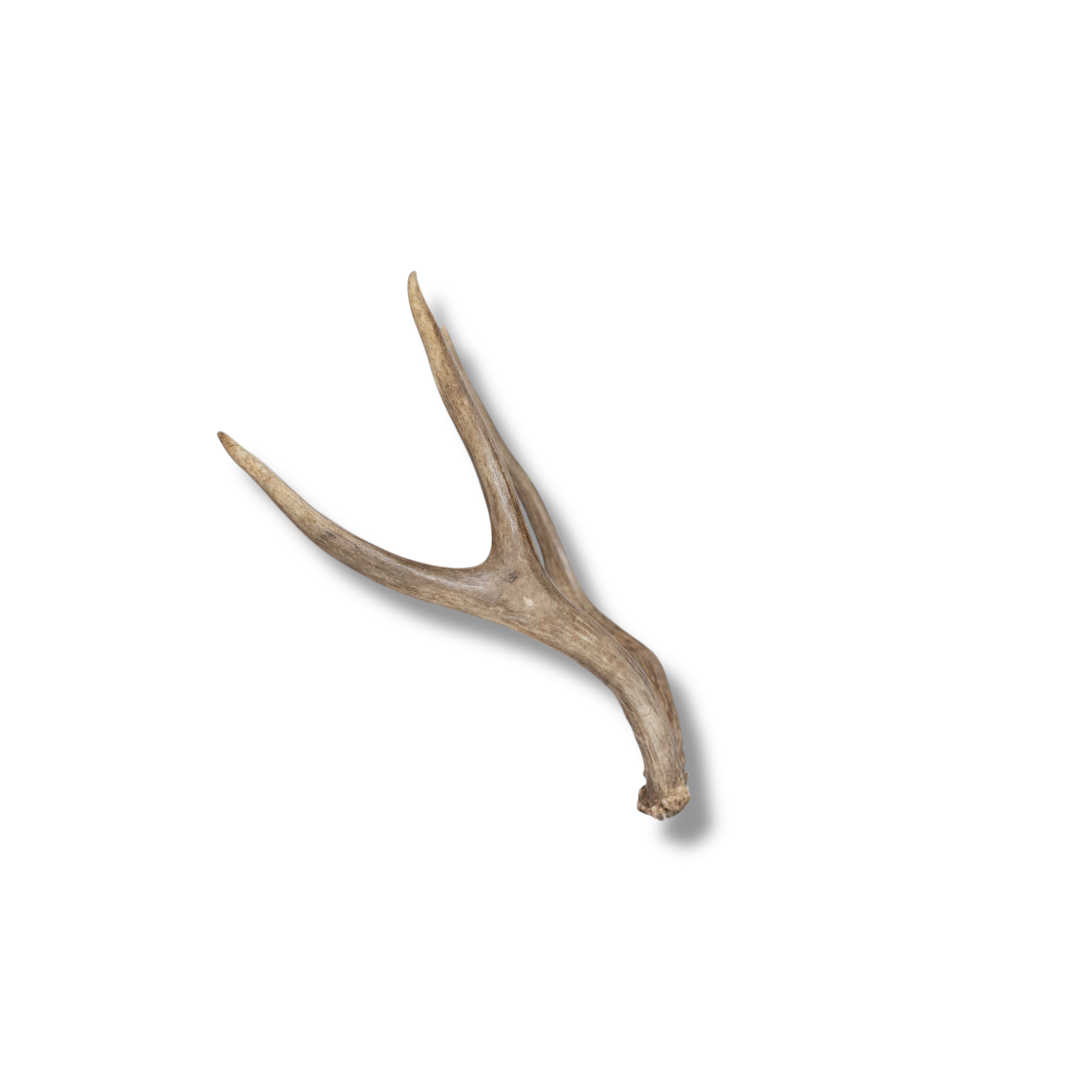 Mule Deer Mini | Made to Order | 14