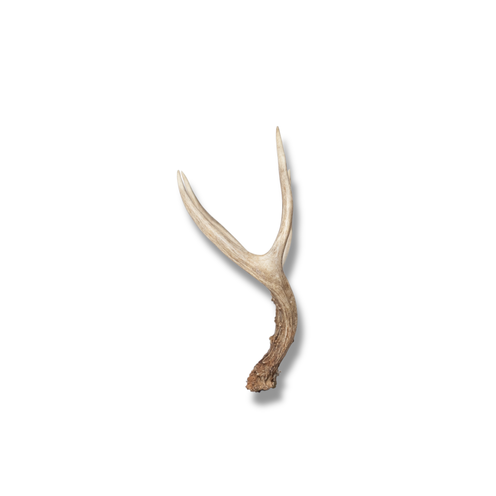 Mule Deer Mini | Made to Order | 15