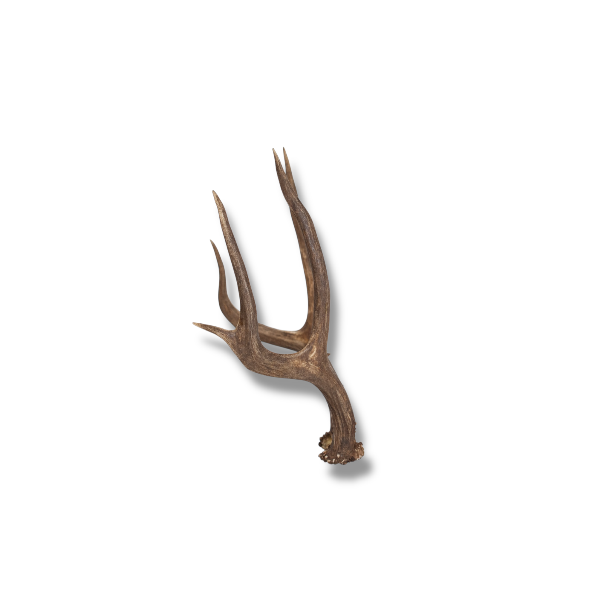 Mule Deer Mini | Made to Order | 16