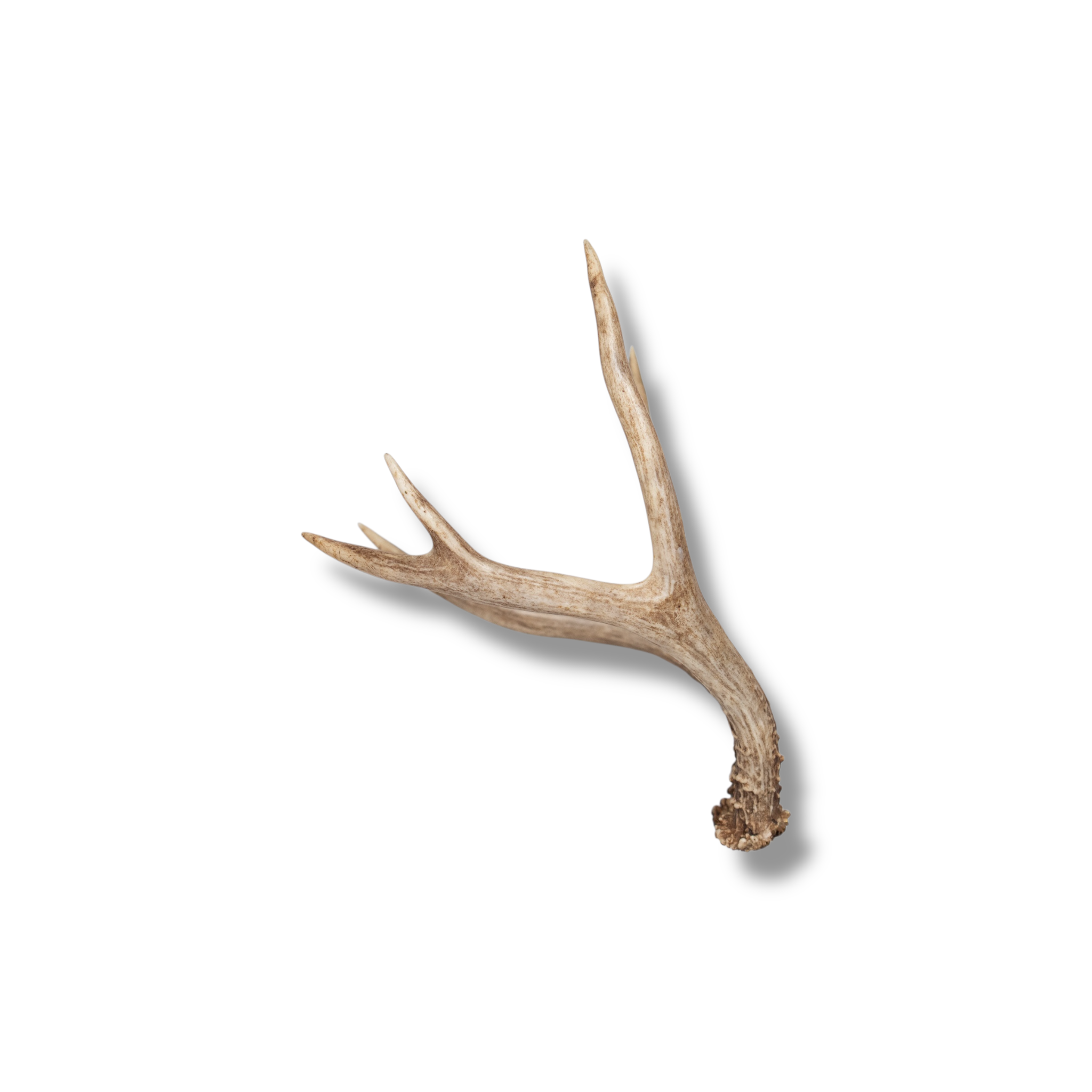 Mule Deer Mini | Made to Order | 17
