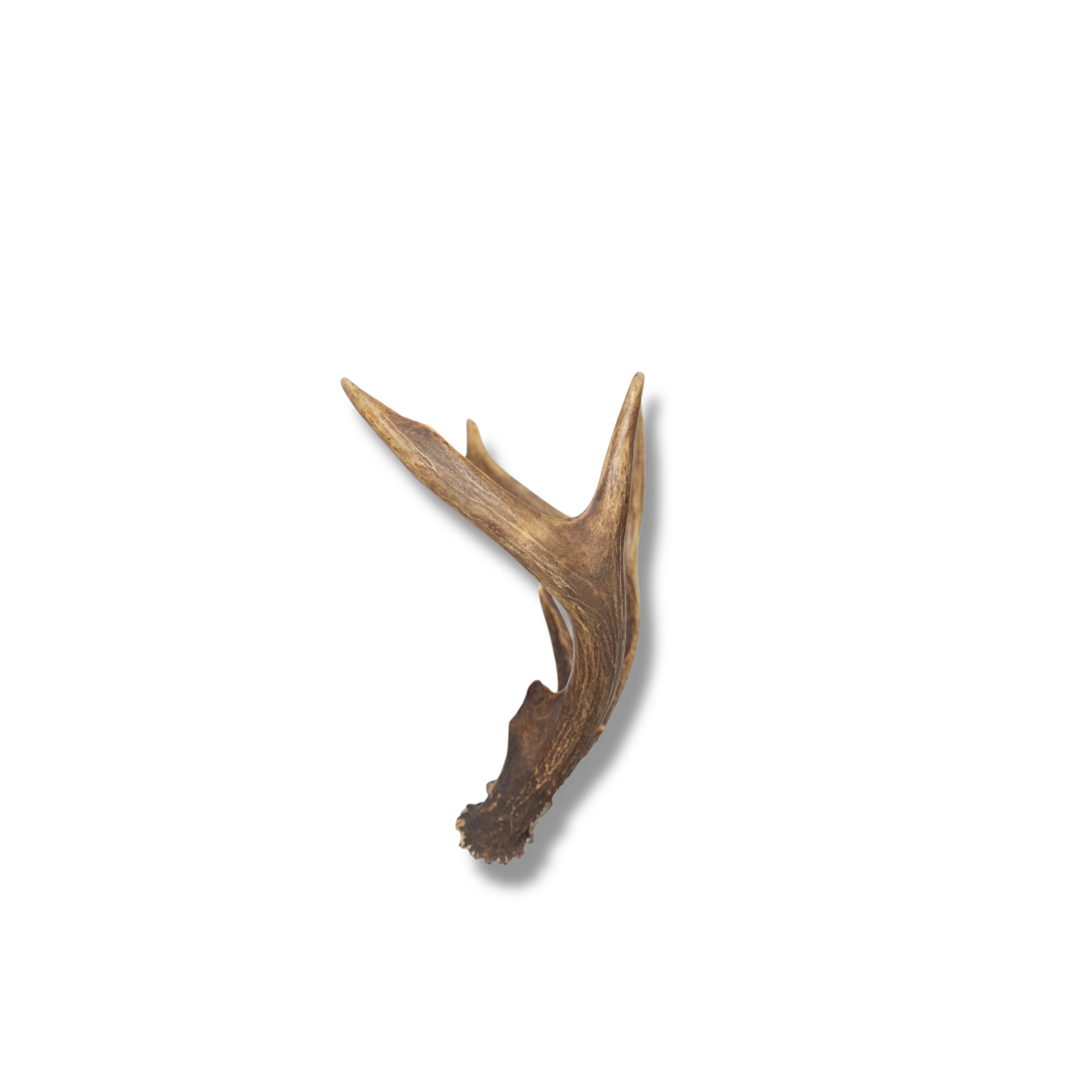 Whitetail Deer Mini | Made-to-Order | 19