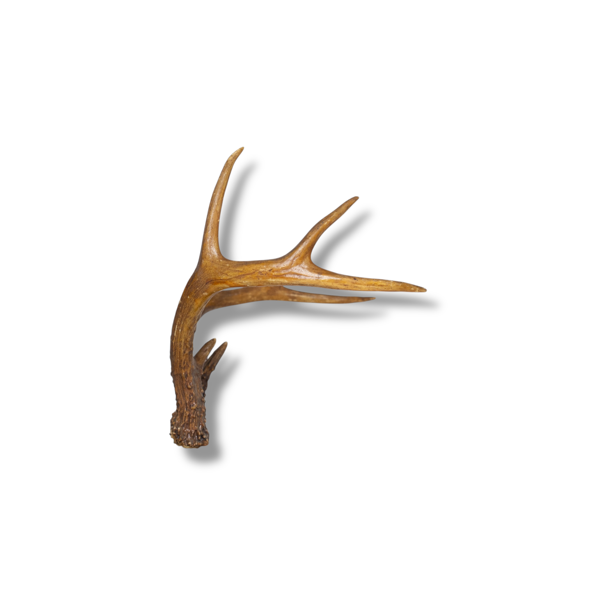 Whitetail Deer Small | Made-to-Order | 20