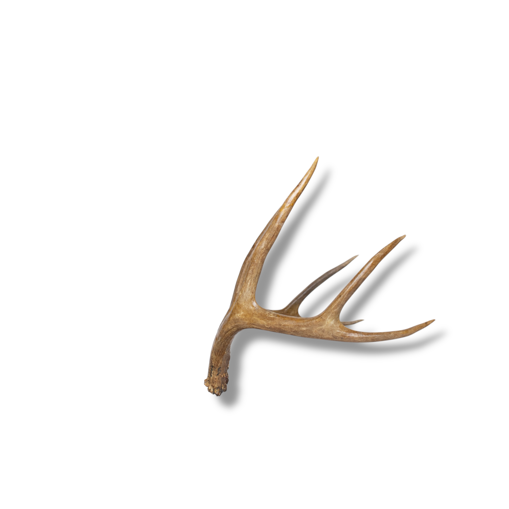 Whitetail Deer Small | Made-to-Order | 23