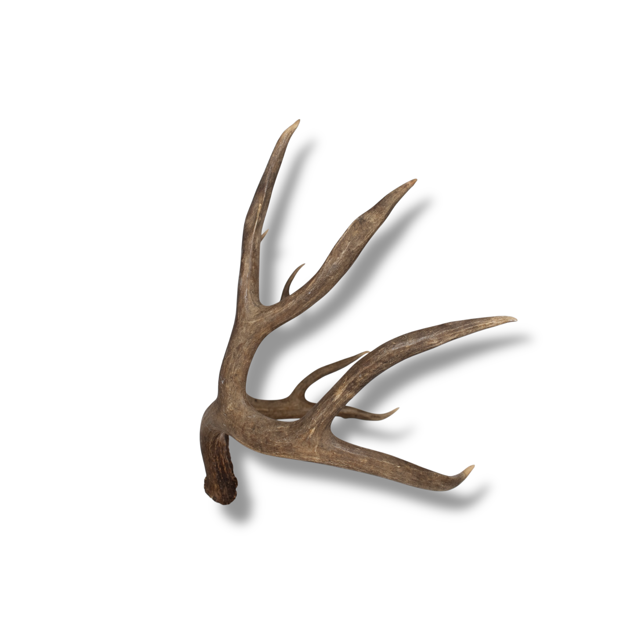 Mule Deer Large | Made-to-Order | 29