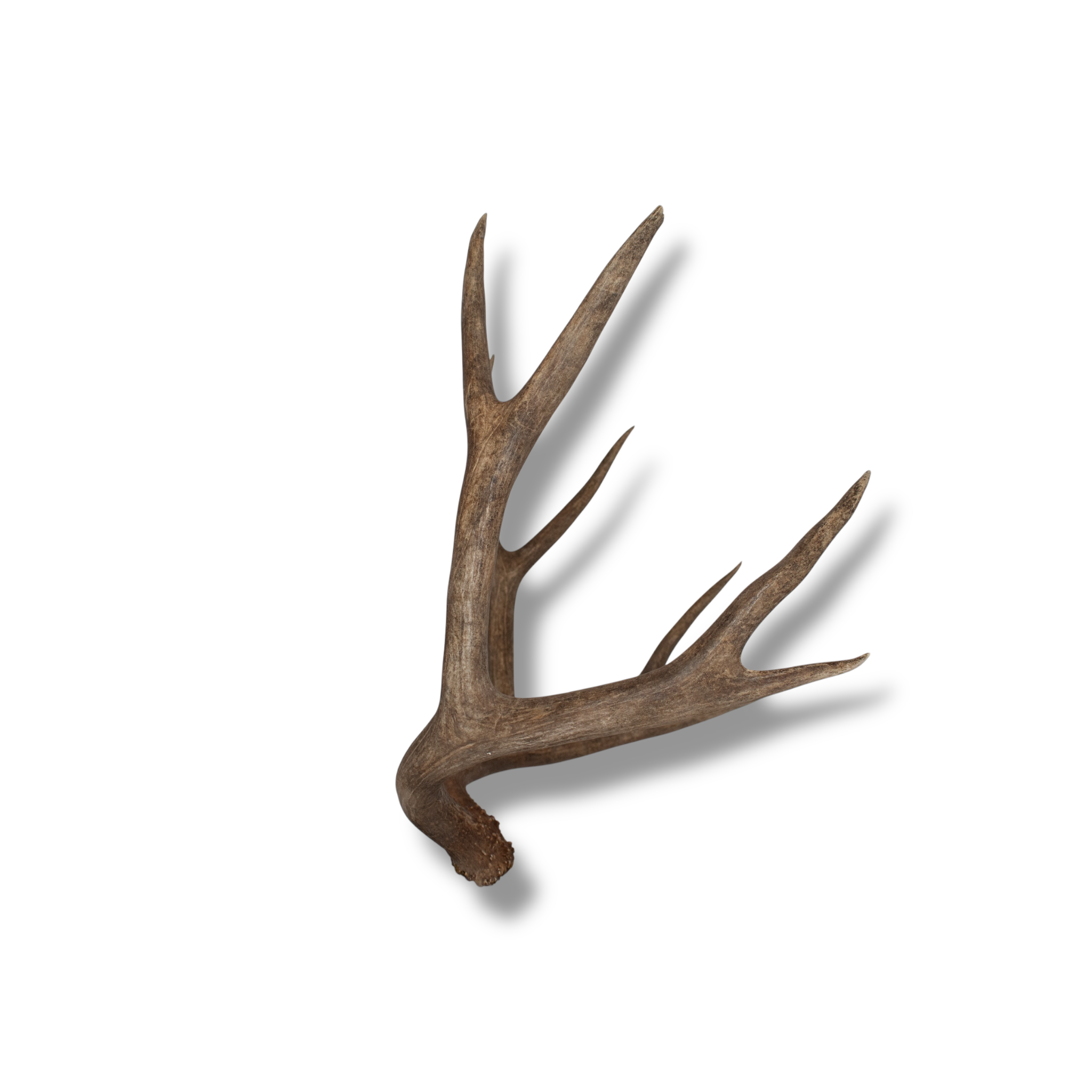Mule Deer Extra-Large | Made-to-Order | 30