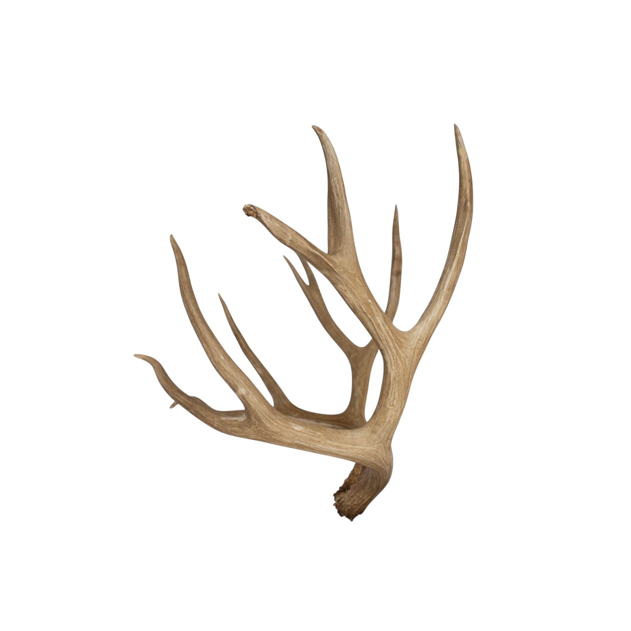 Mule Deer Extra-Large | Made-to-Order | 32