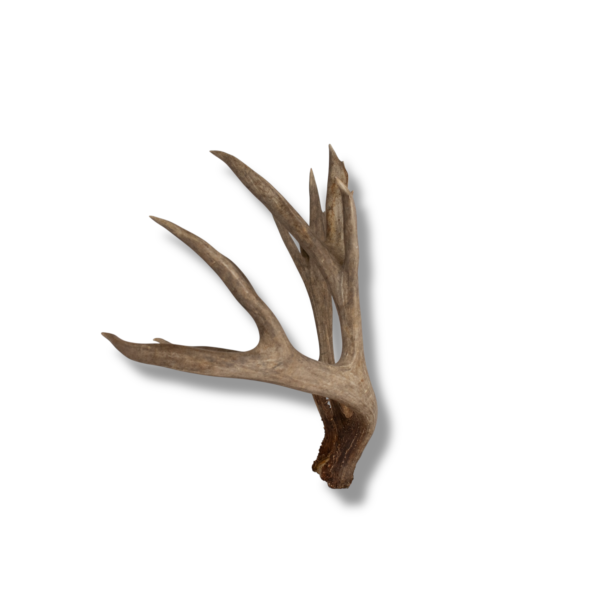 Mule Deer Extra-Large | Made-to-Order | 33