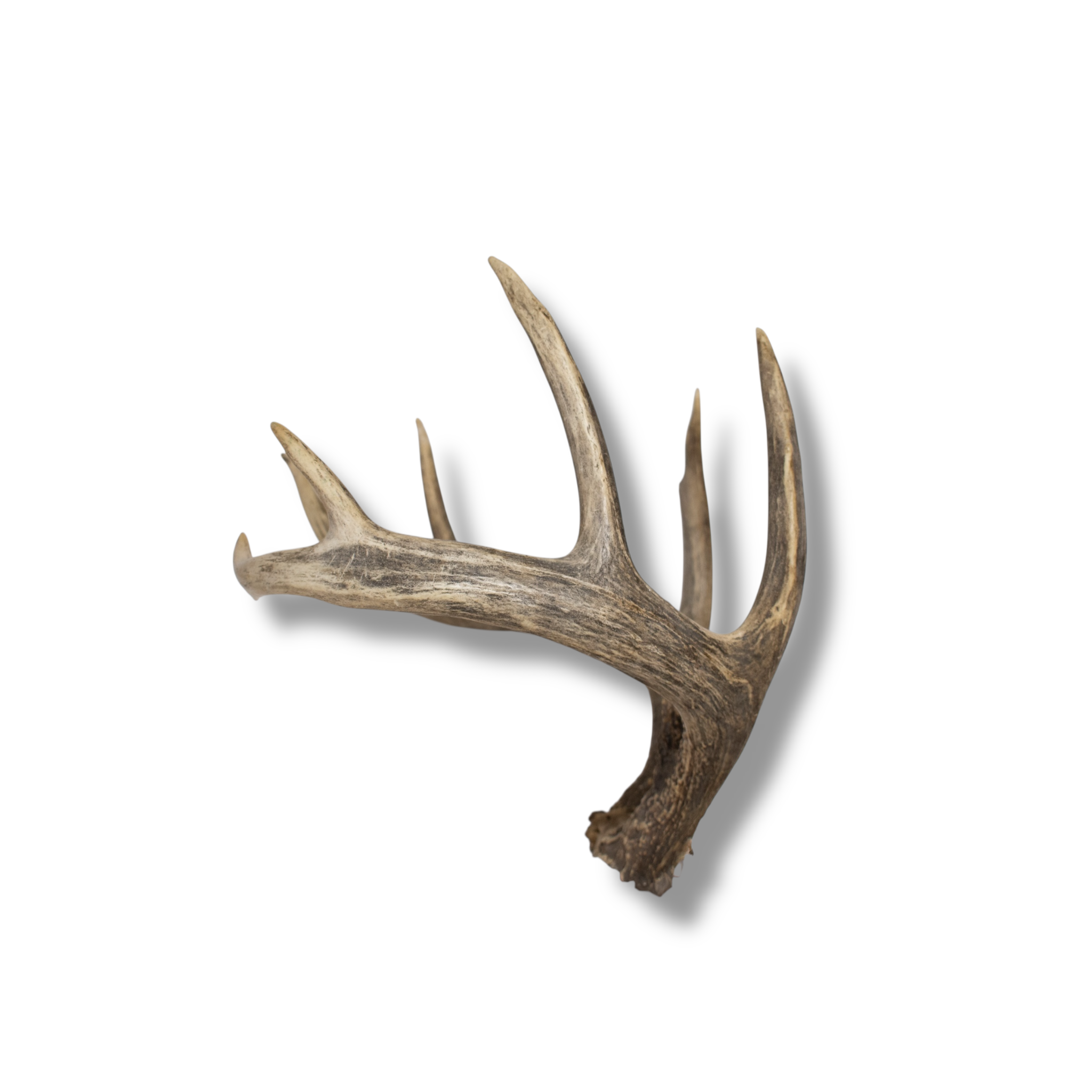 Whitetail Deer Large | Made-to-Order | 27