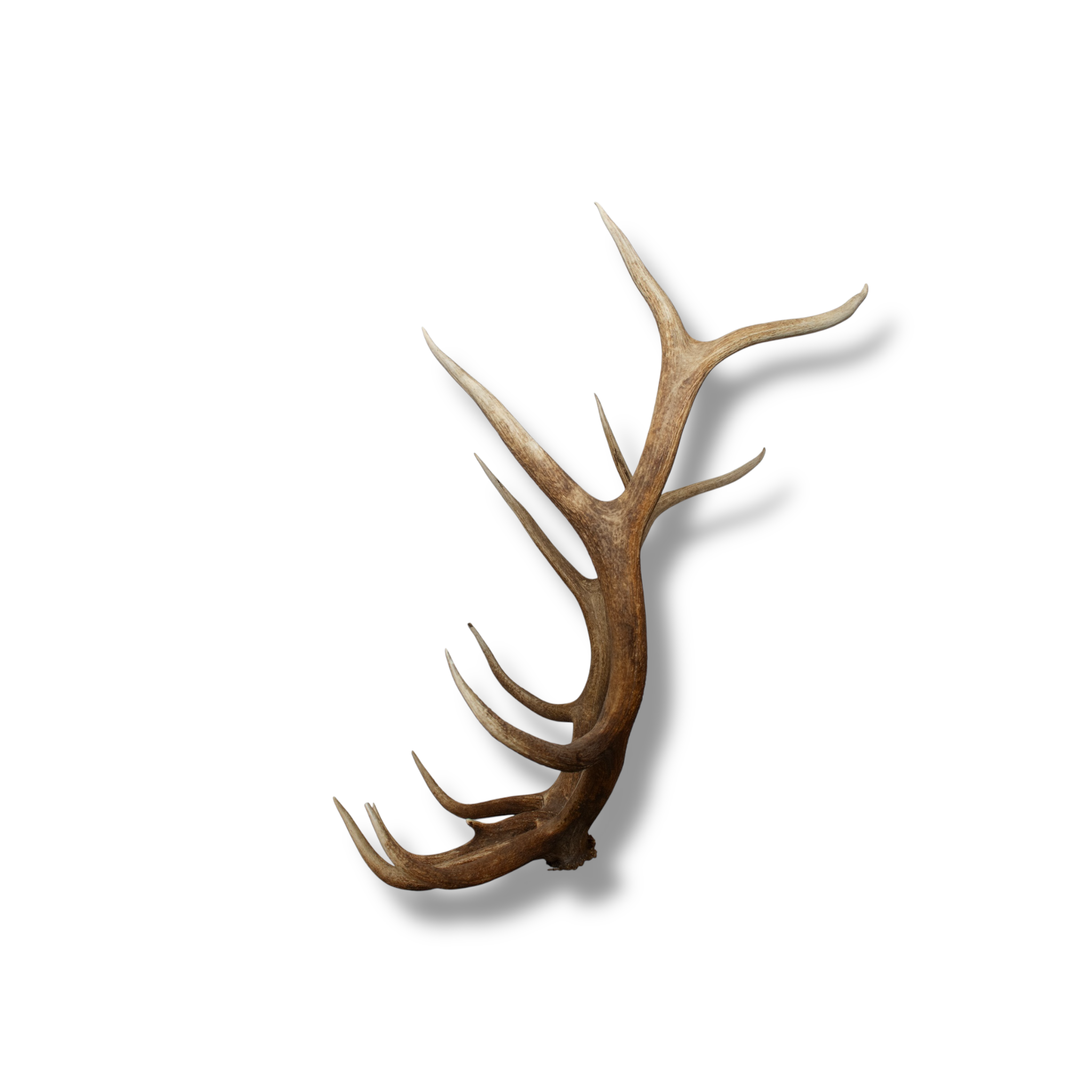 Elk Large | Made-to-Order | 39