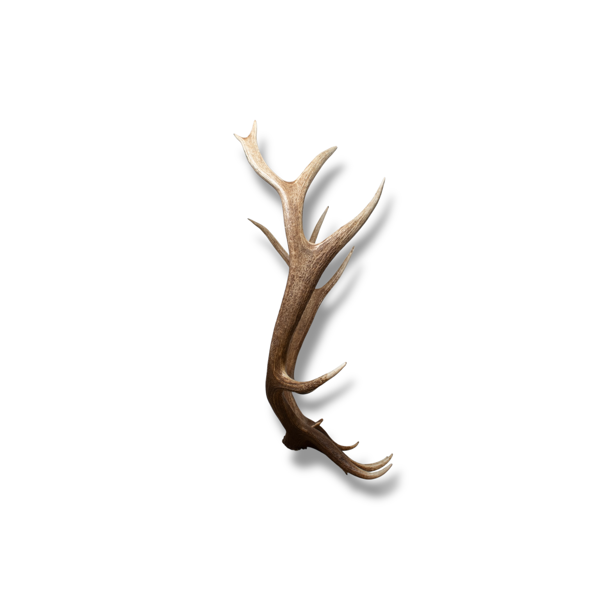 Elk Extra-Large | Made-to-Order | 37