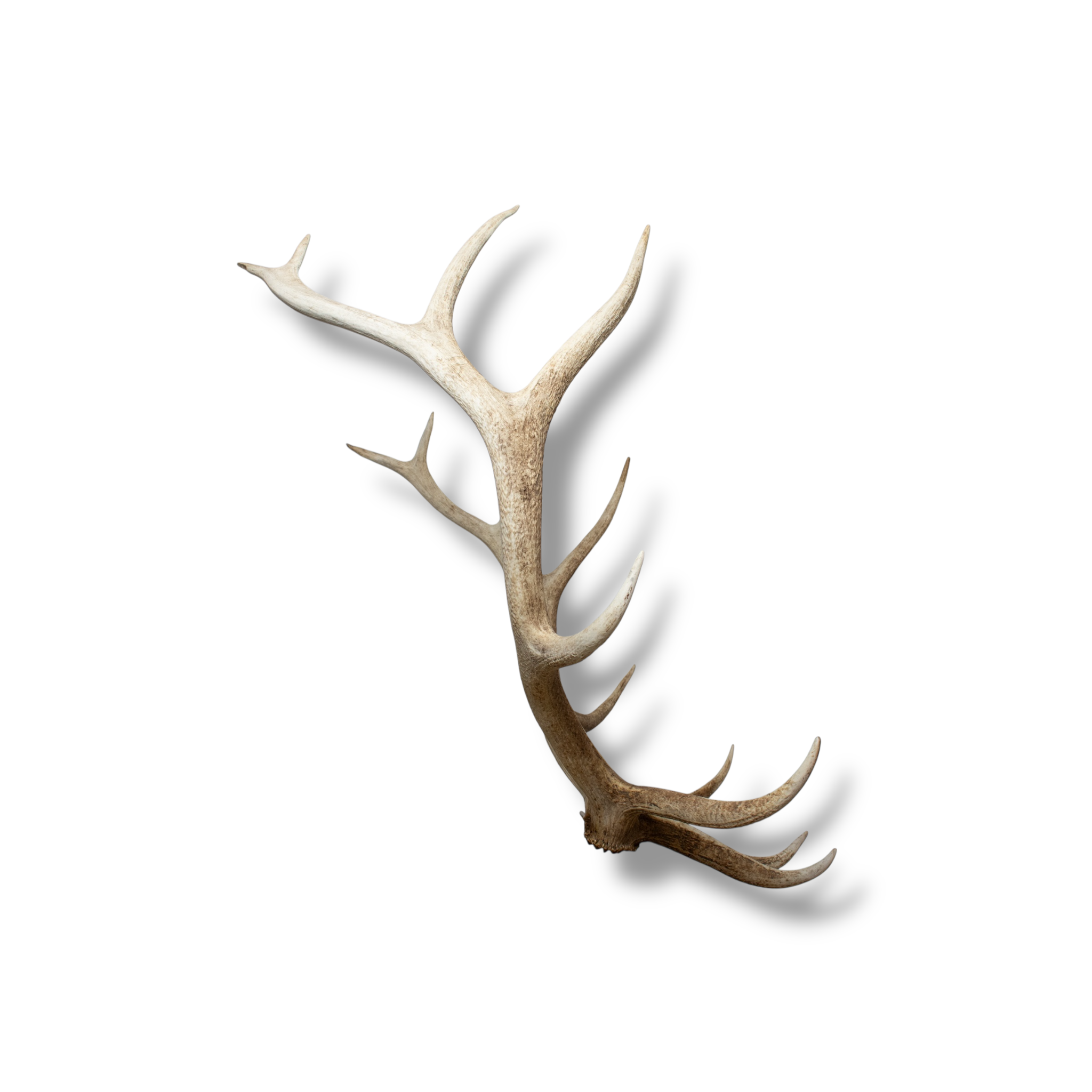 SOLD OUT | Elk Extra-Large | Made-to-Order | 38