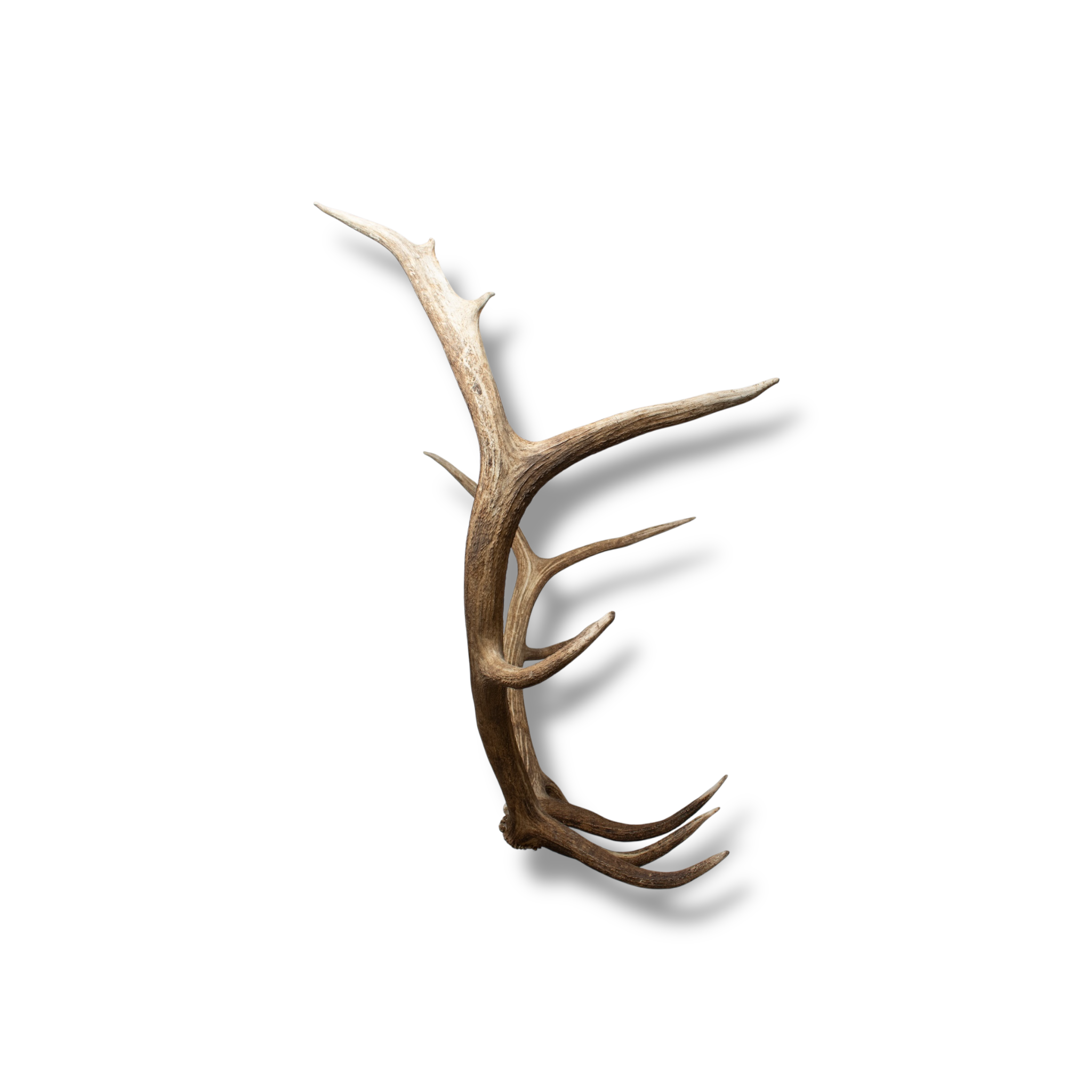 Elk Extra-Large | Made-to-Order | 36