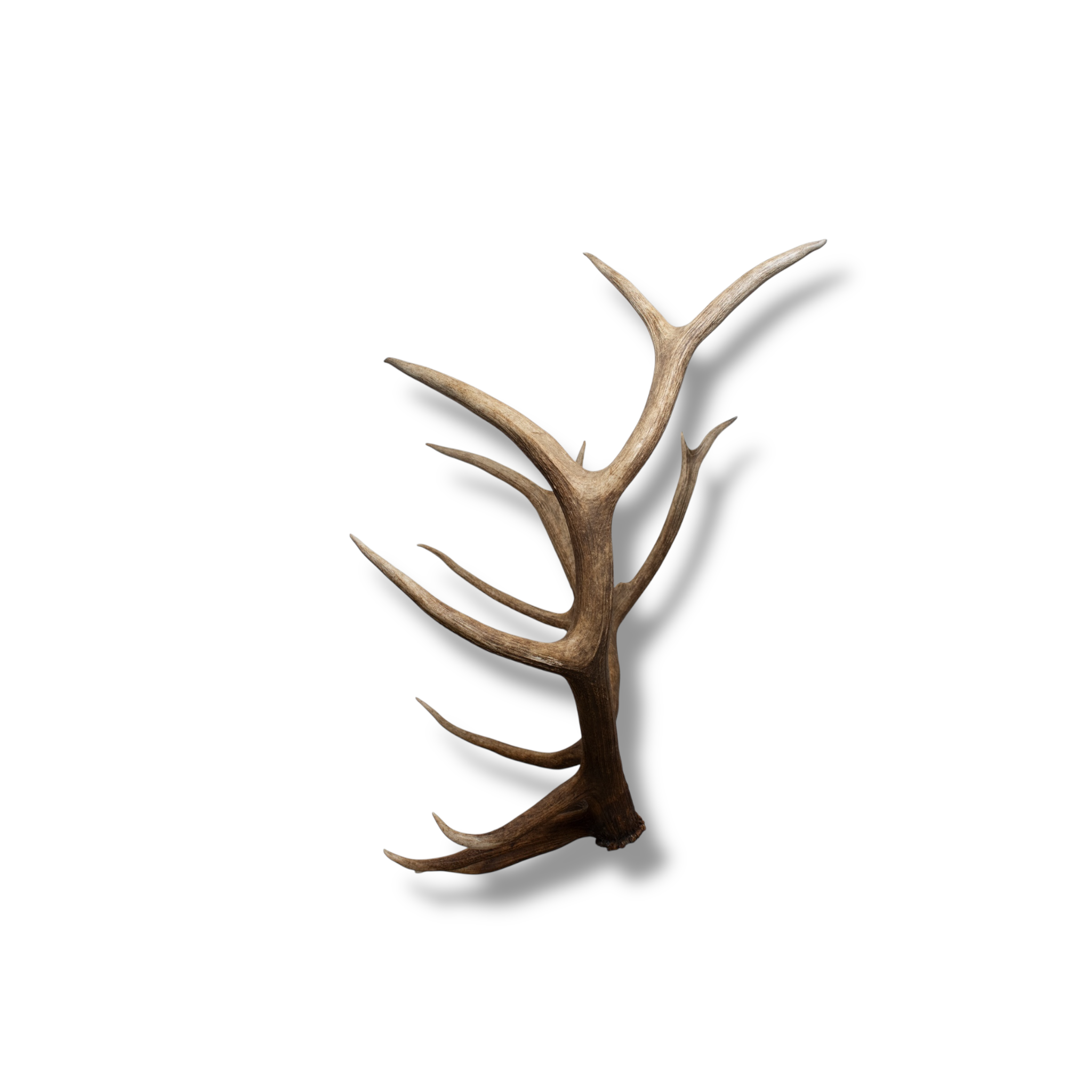 Elk Large | Made-to-Order | 40
