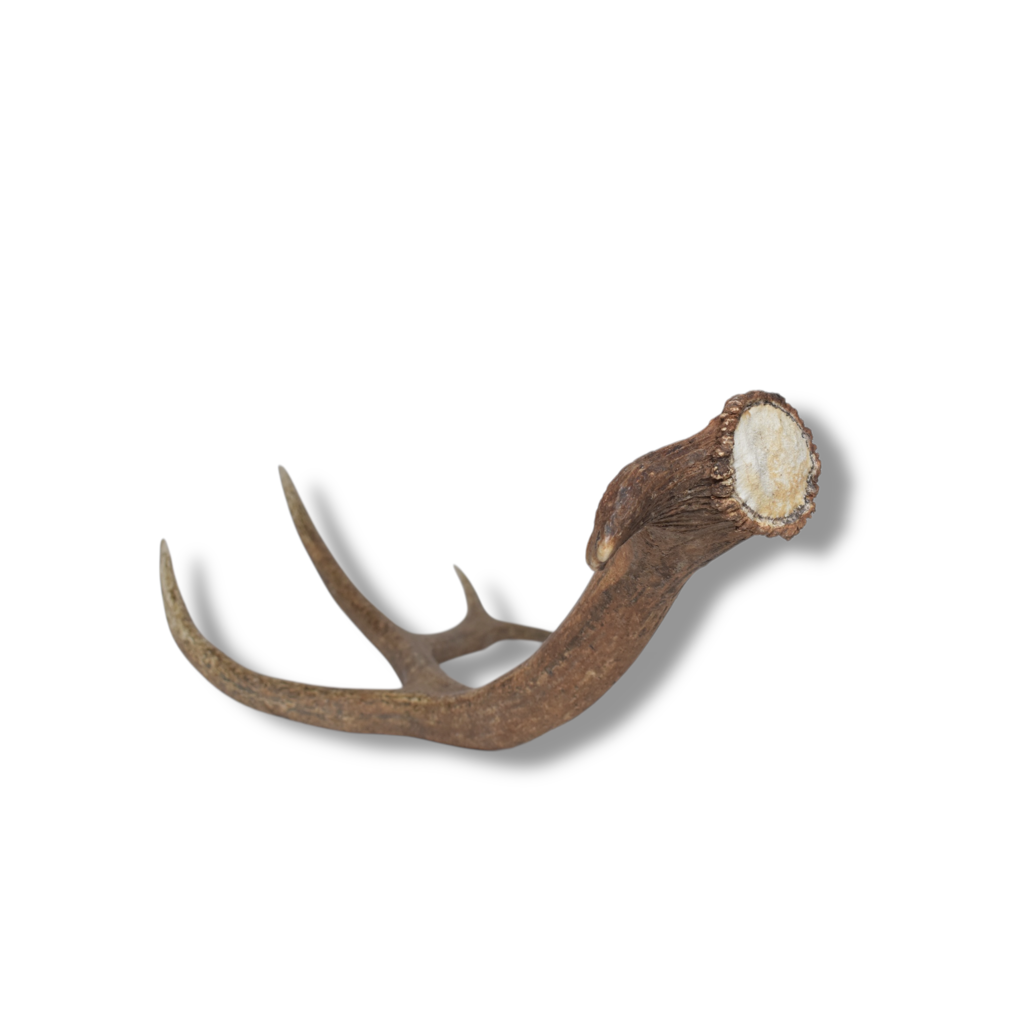 Elk Antler | Large Size | 105