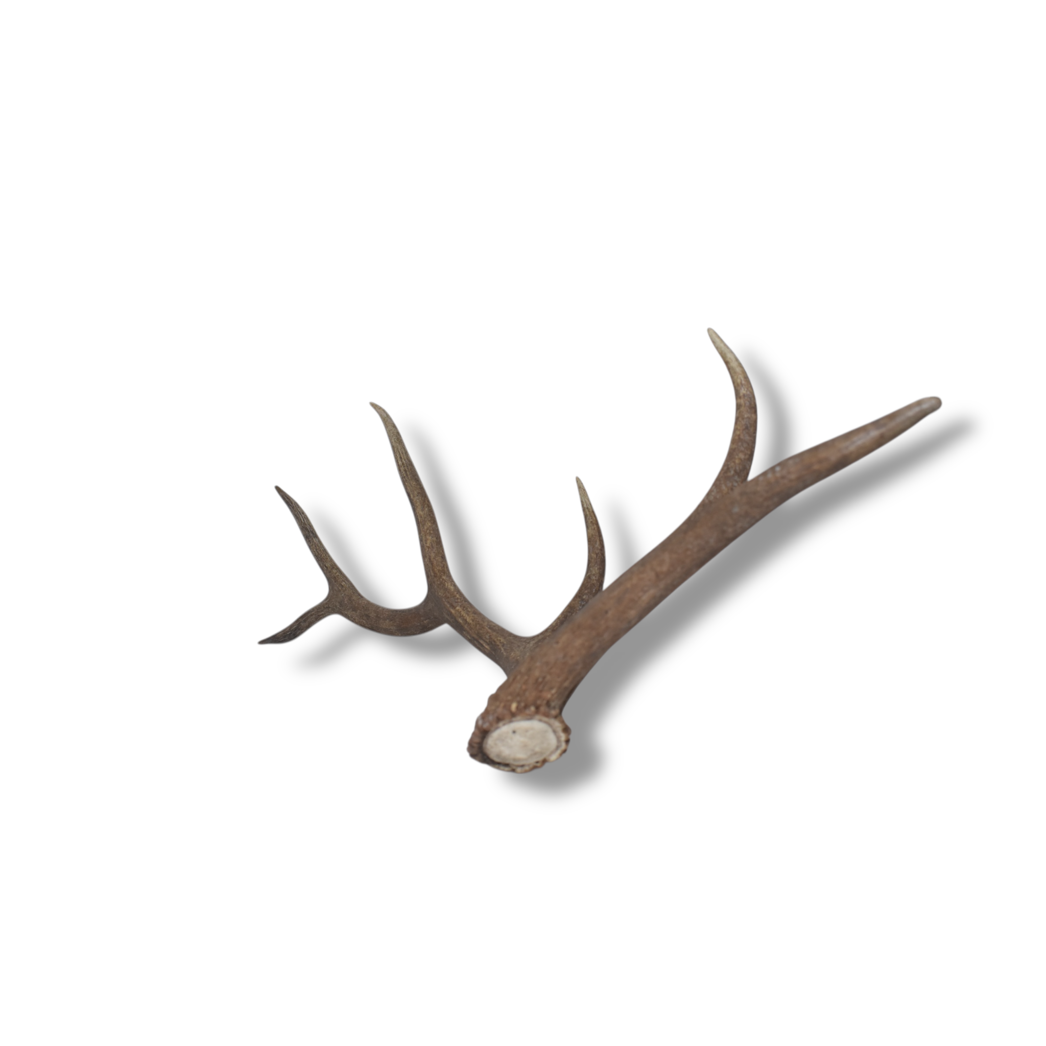 Elk Antler | Large Size | 100