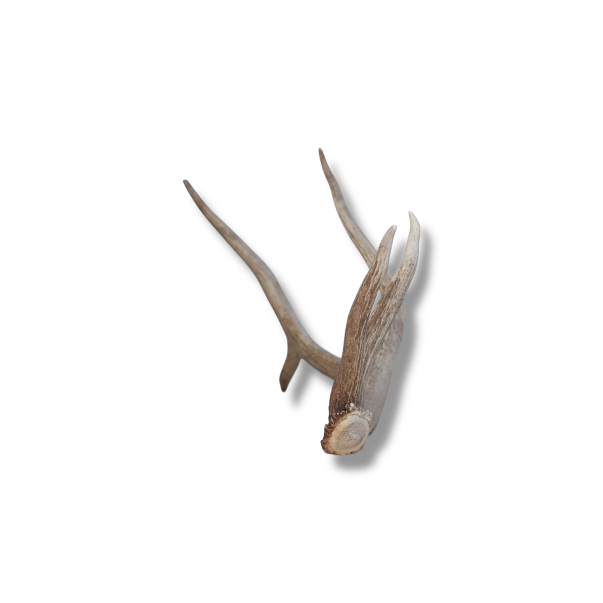 Elk Antler | Small Size | 109