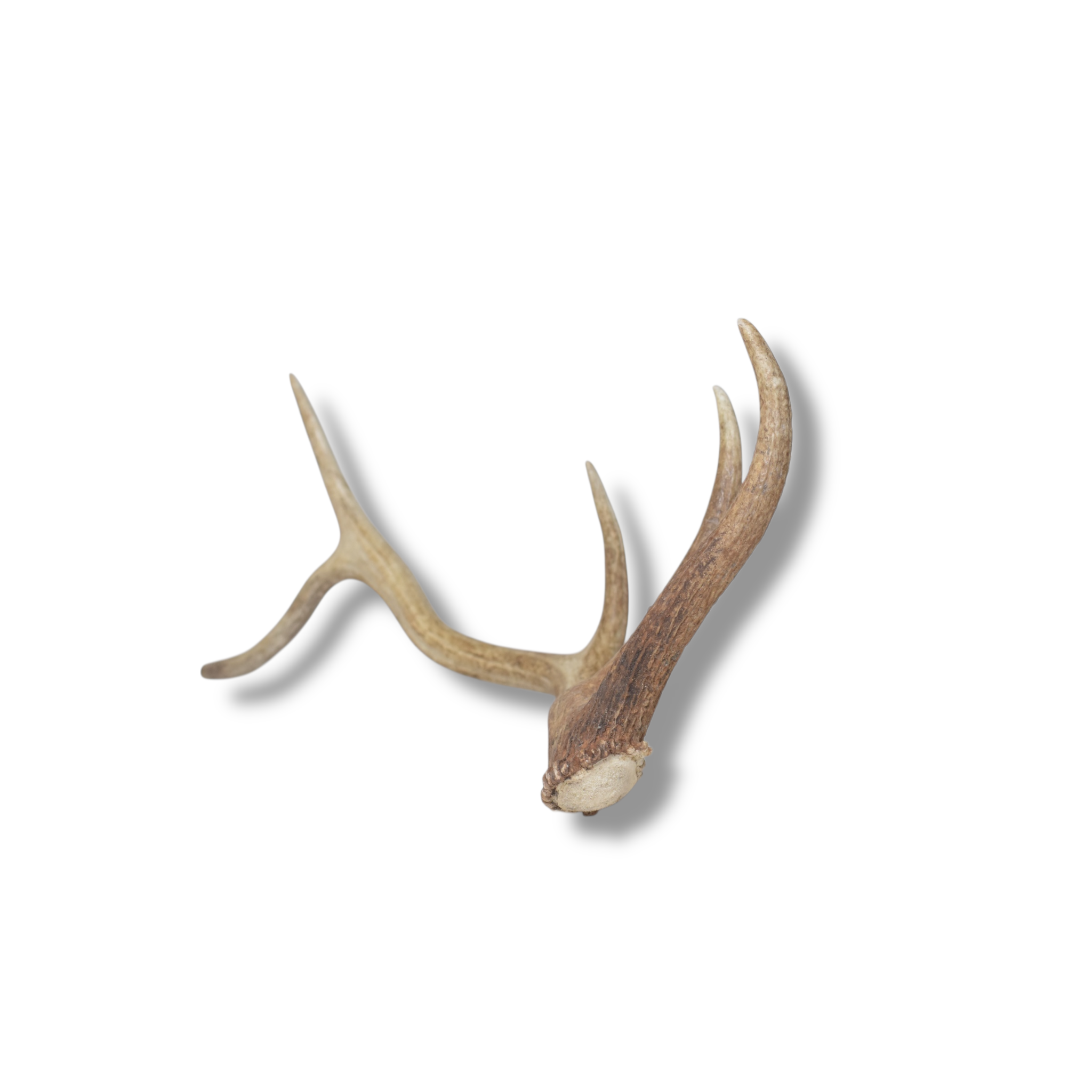 Elk Antler | Medium Size | 102