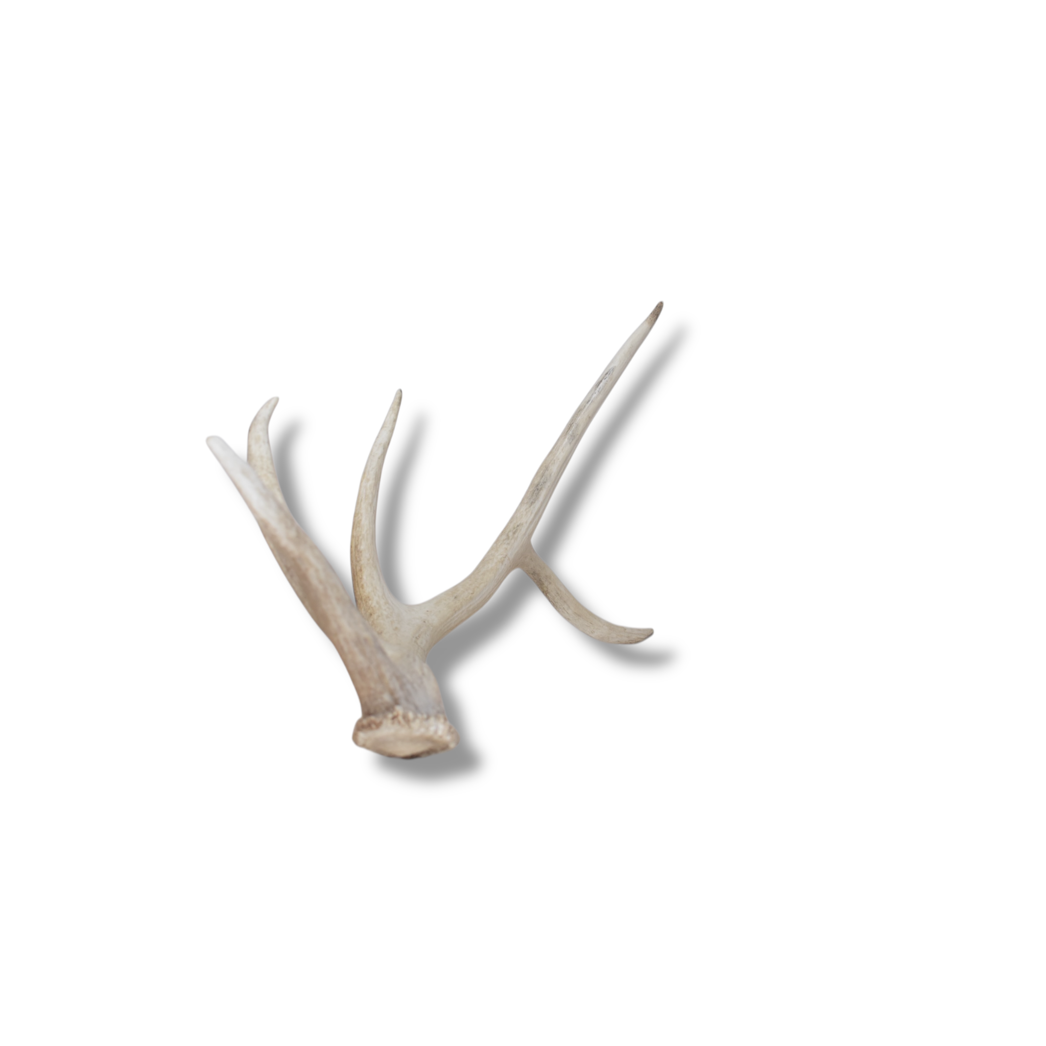 Elk Antler | Medium Size | 111