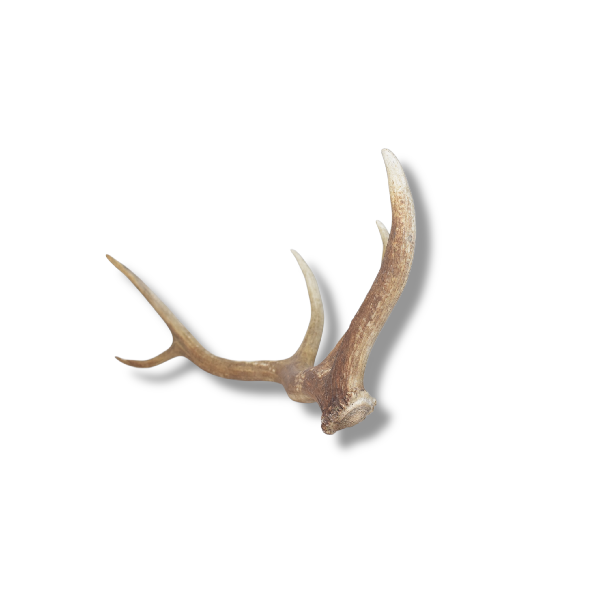Elk Antler | Medium Size | 118