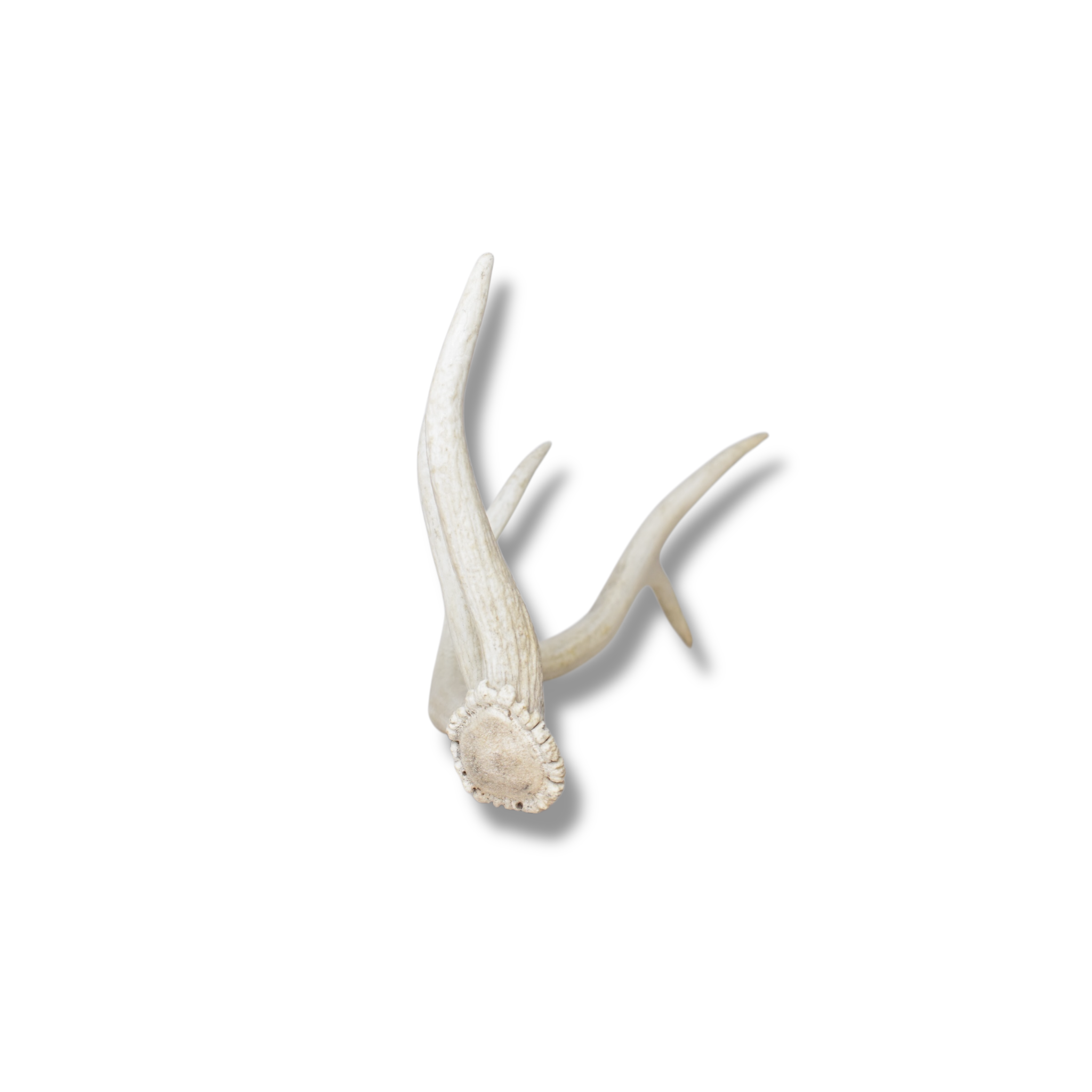 Elk Antler | Medium Size | 113