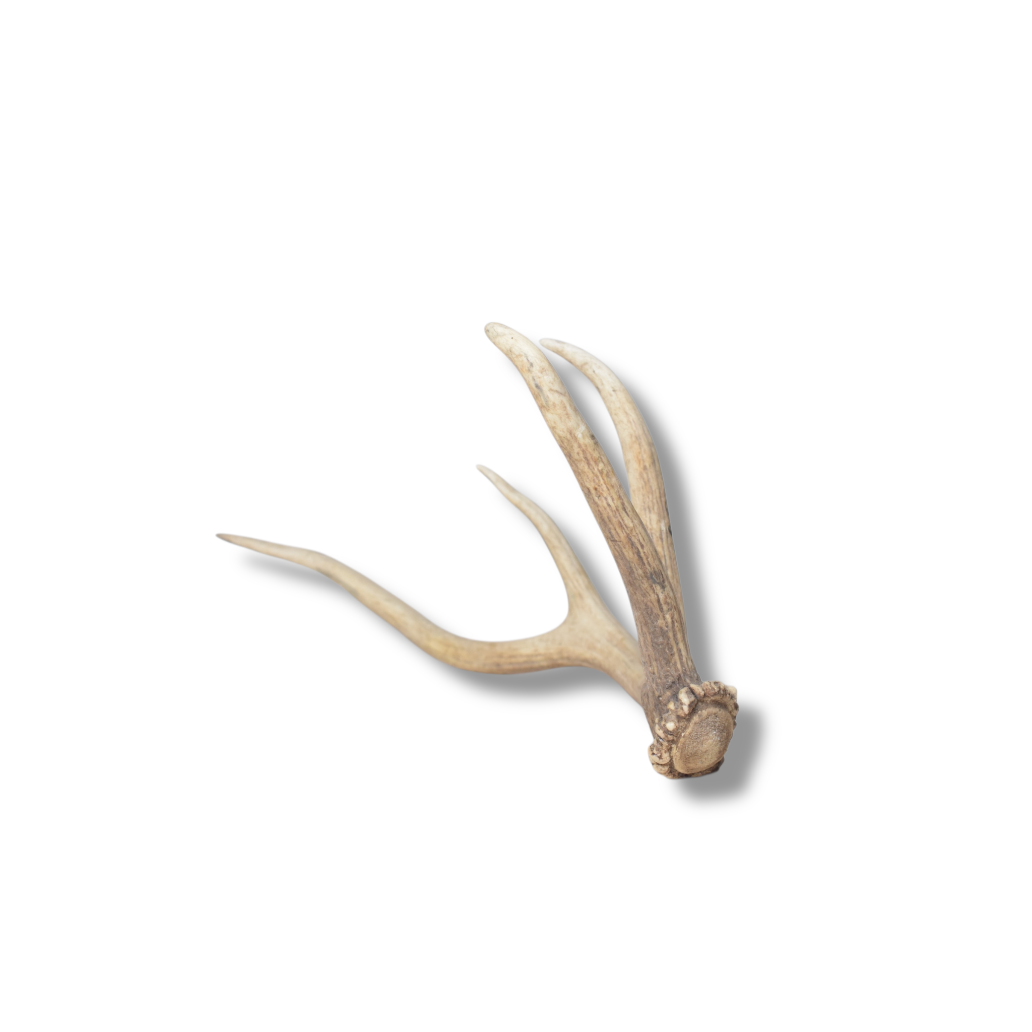 Elk Antler | Small Size | 120
