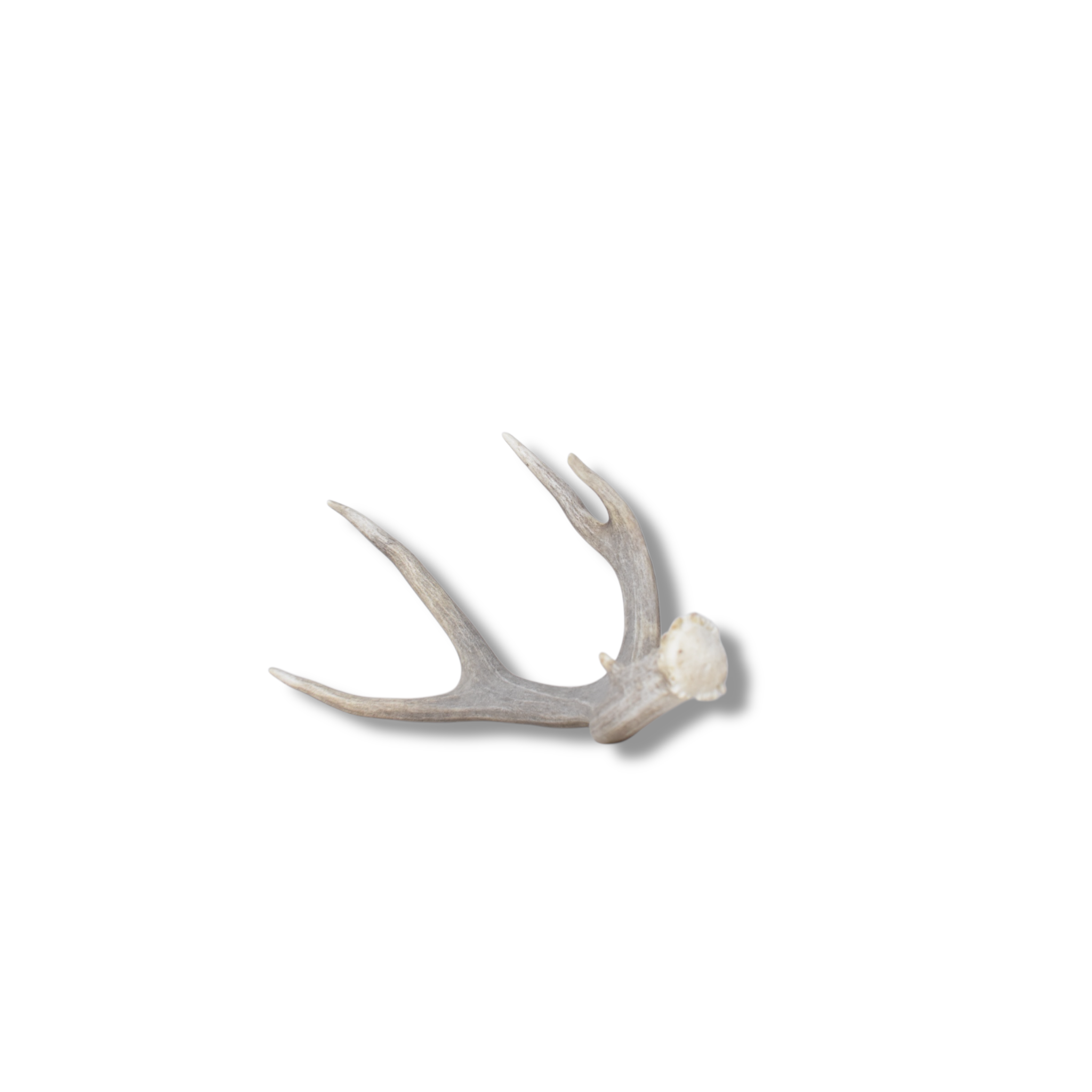 Mule Deer Antler | Small Size | 63