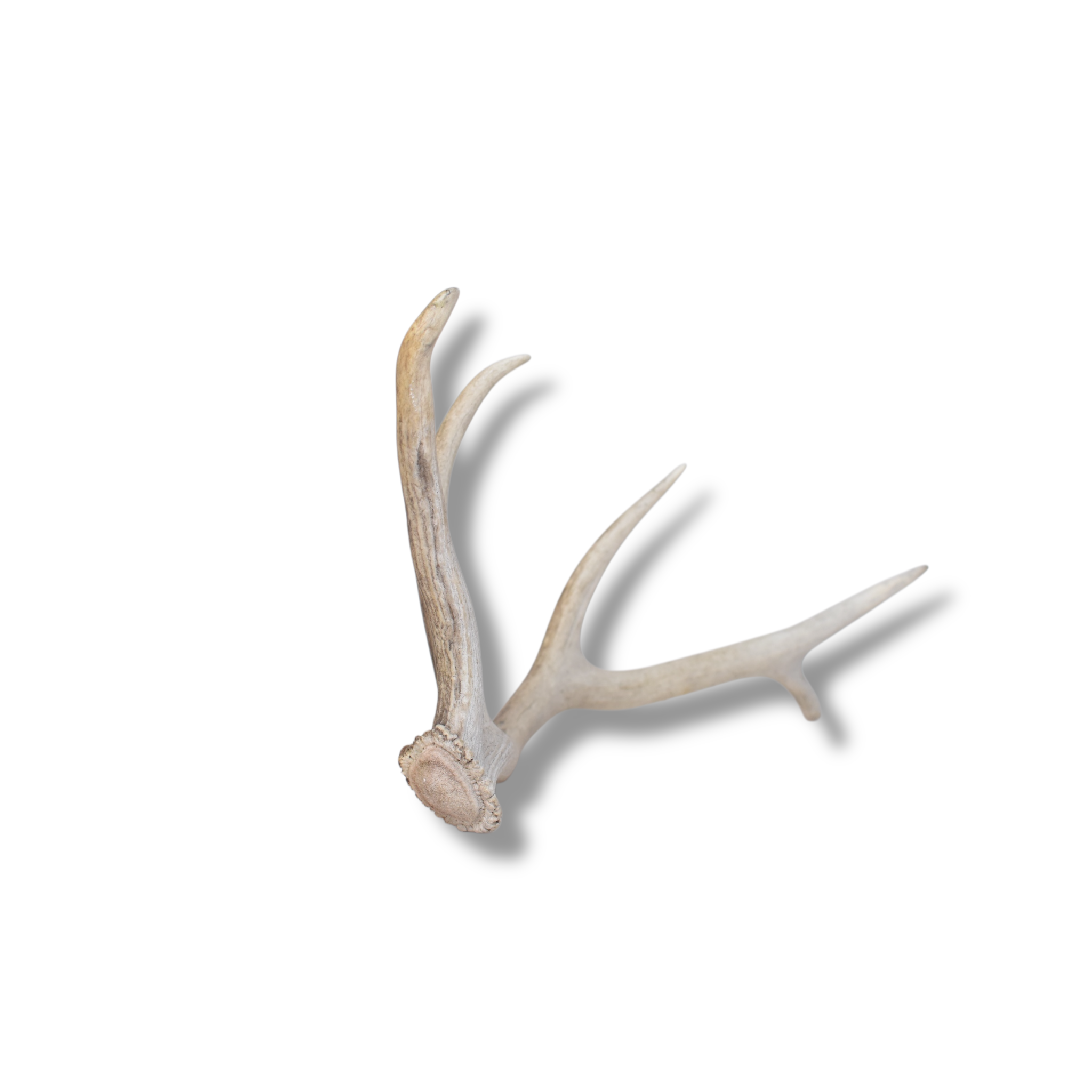 SOLD OUT | Elk Antler | Small Size | 89