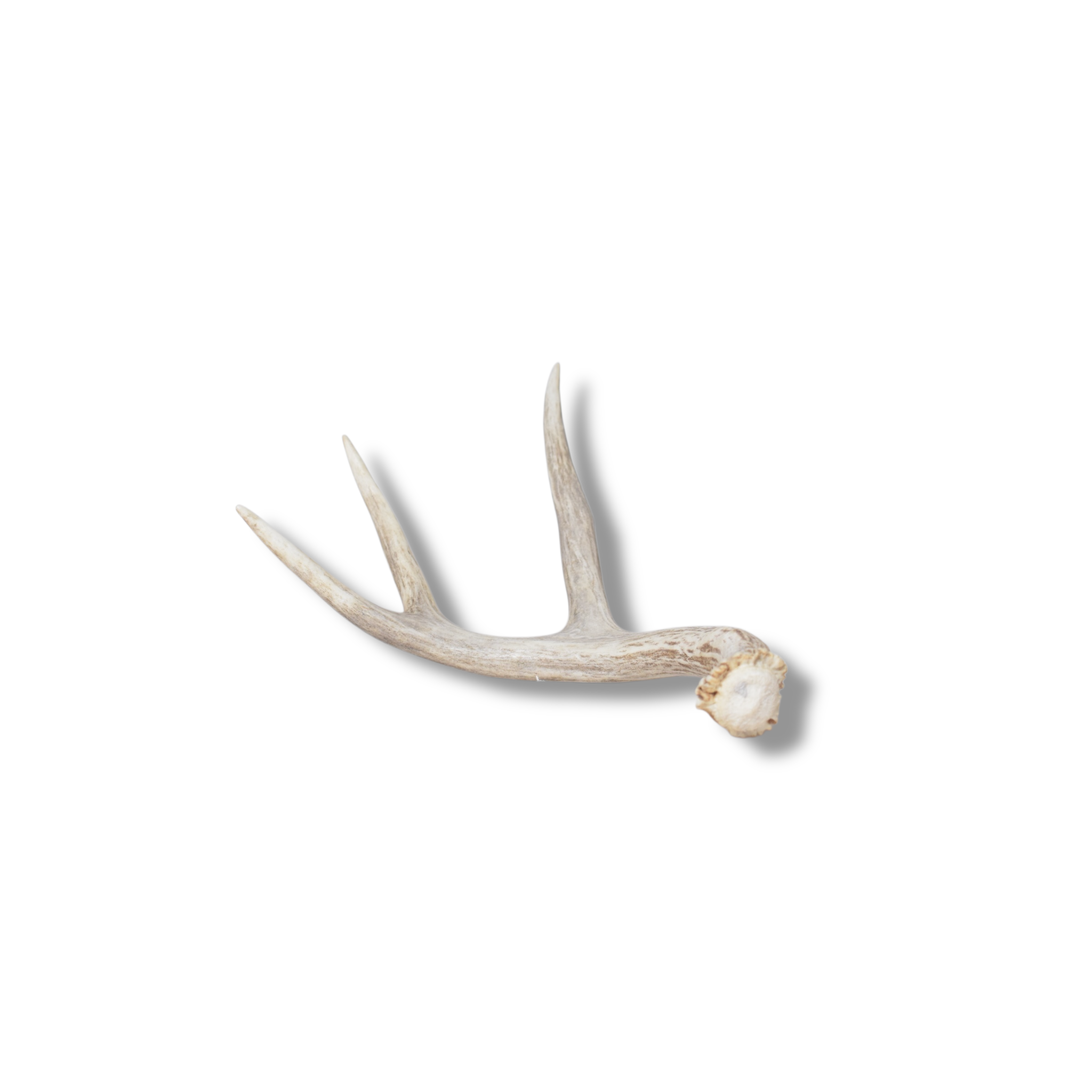 Mule Deer Antler | Medium Size | 64