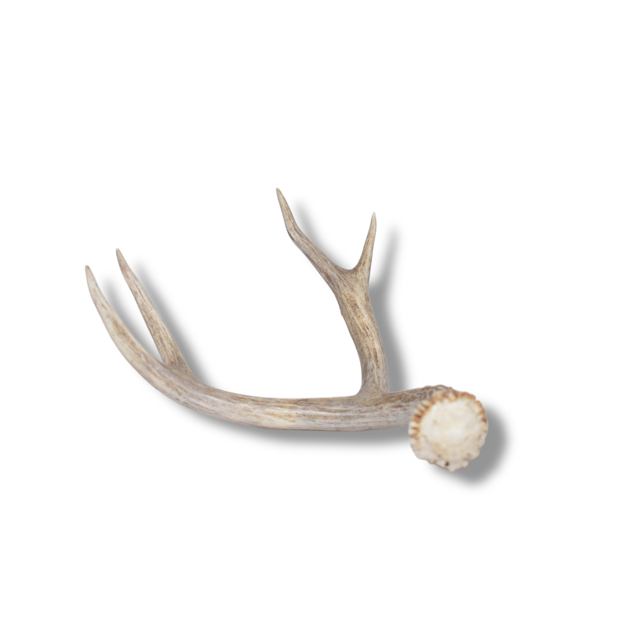 Mule Deer Antler | Medium Size | 57