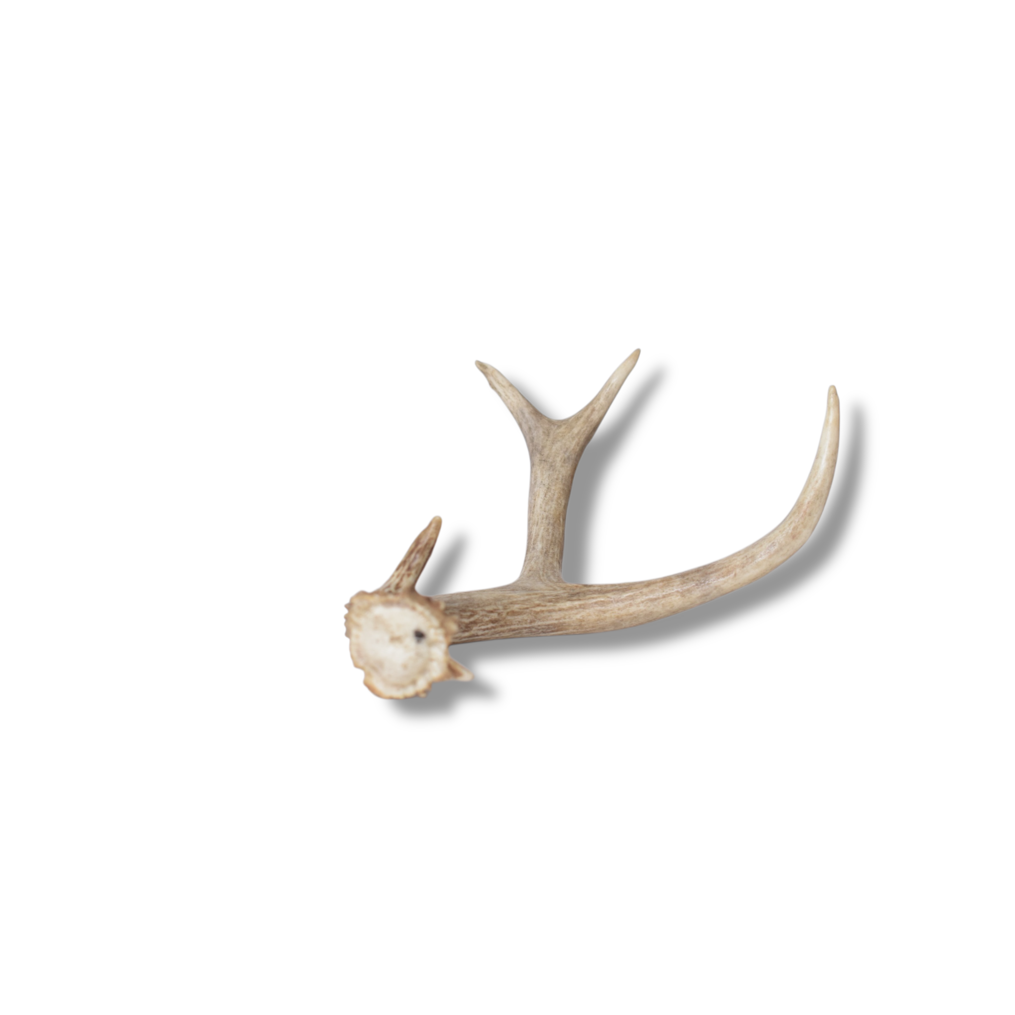 Mule Deer Antler | Small Size | 56