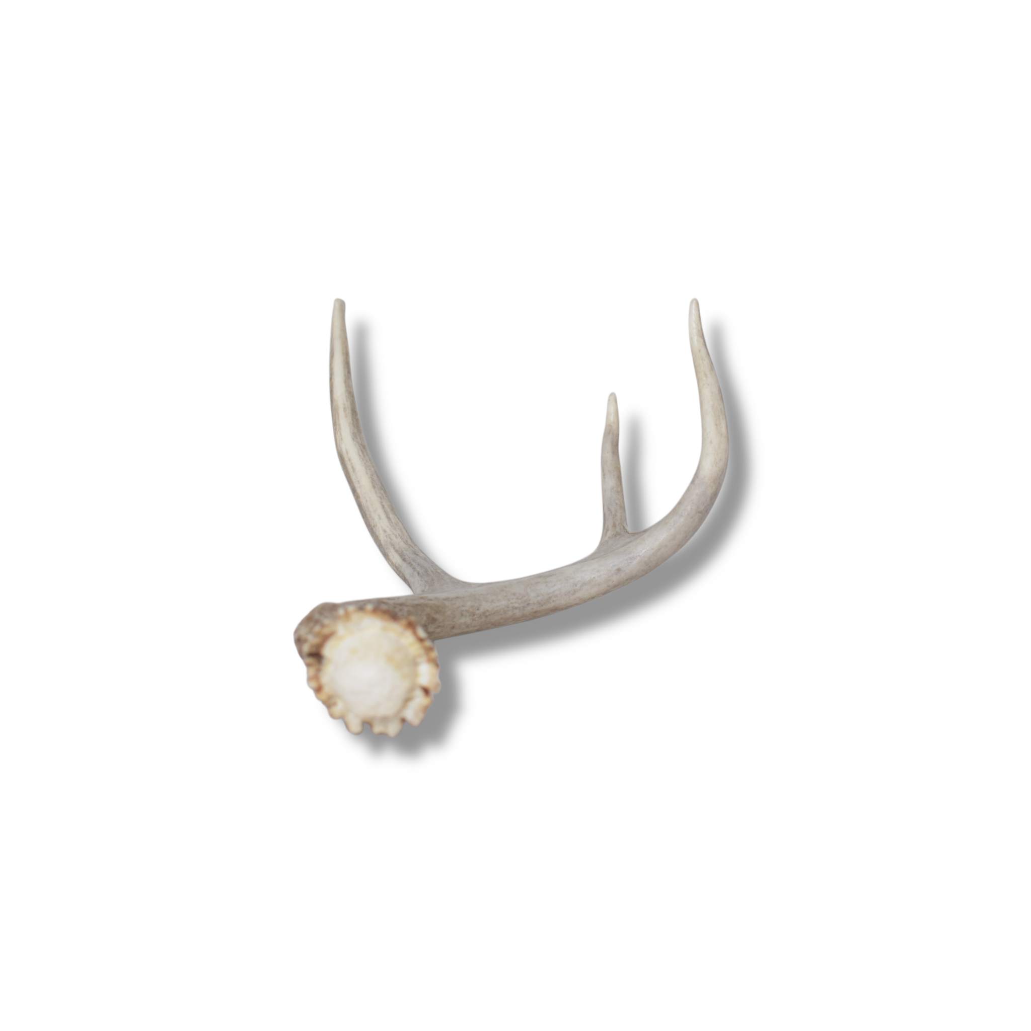 Mule Deer Antler | Small Size | 61