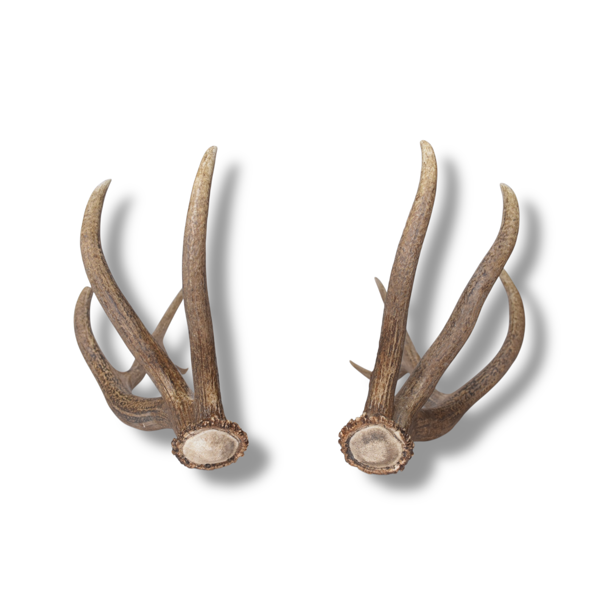 Elk Antler Set | Large | 145