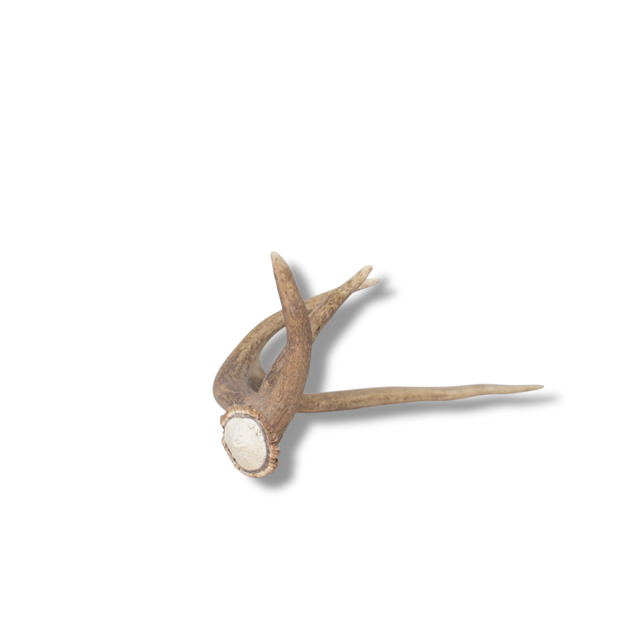 Elk Antler | Small Size | 137