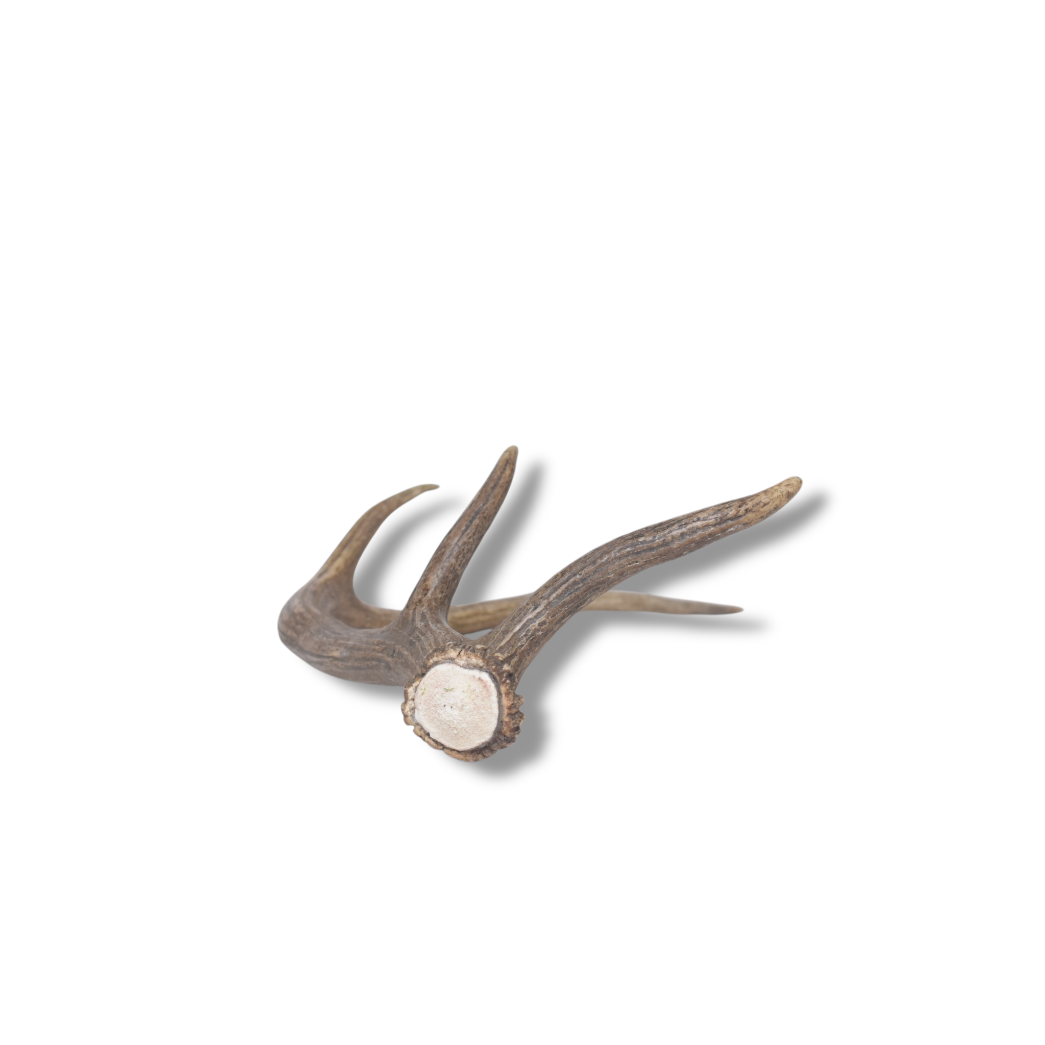 Elk Antler | Small Size | 134