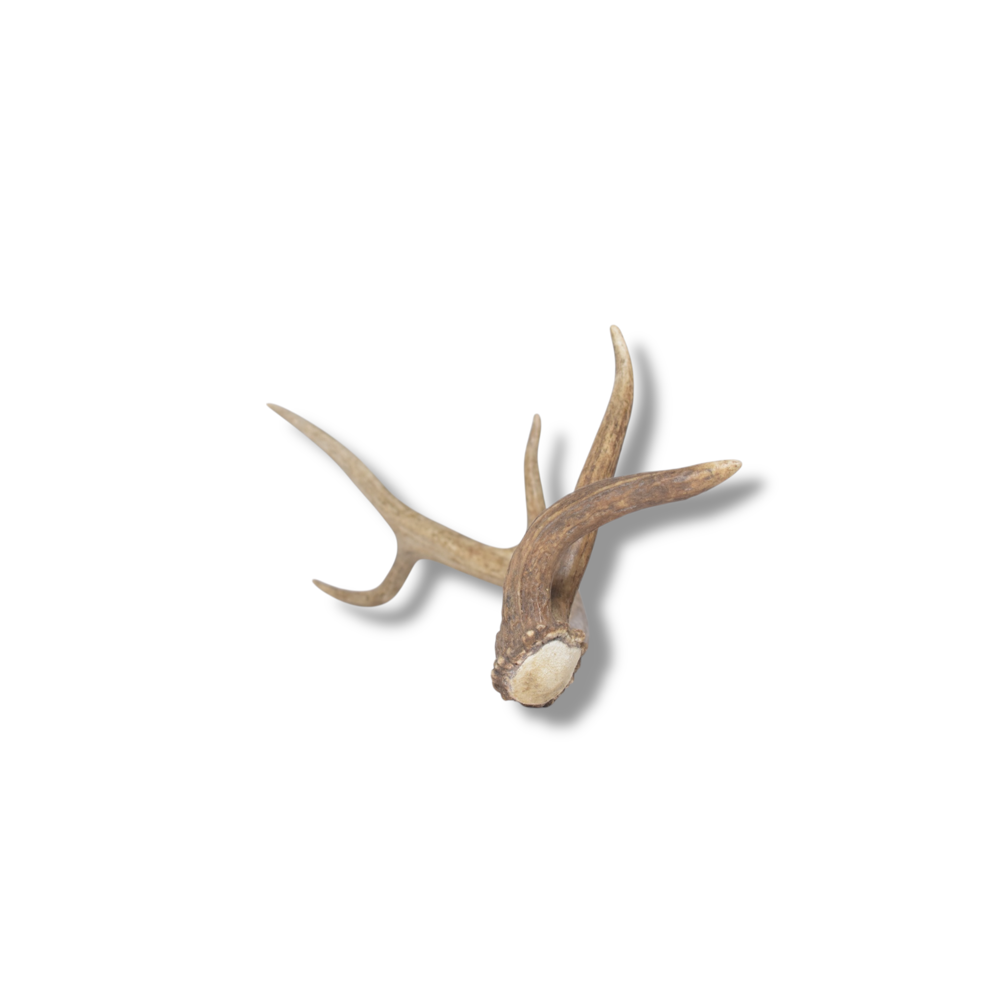 Elk Antler | Small Size | 138