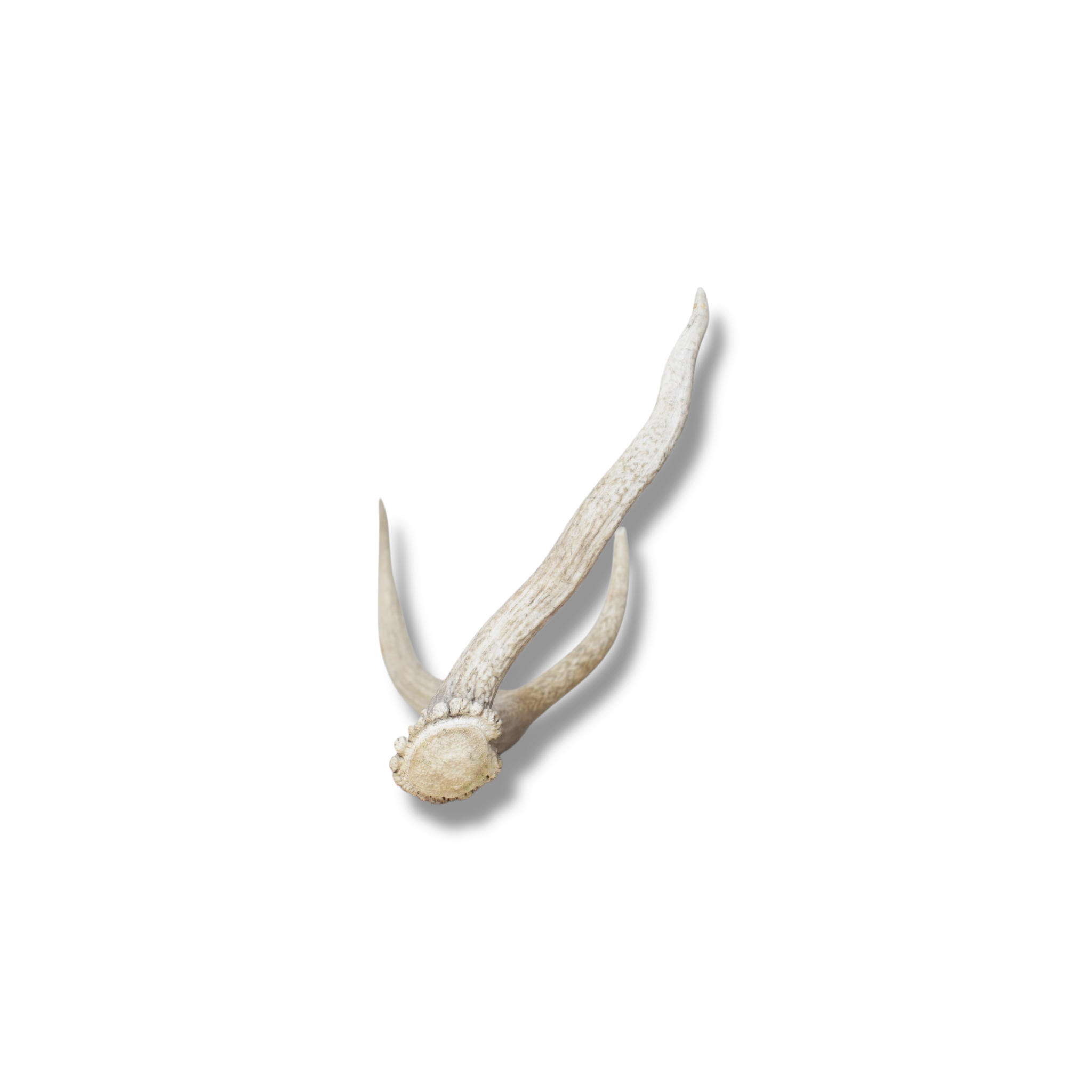 Elk Antler | Small Size | 126