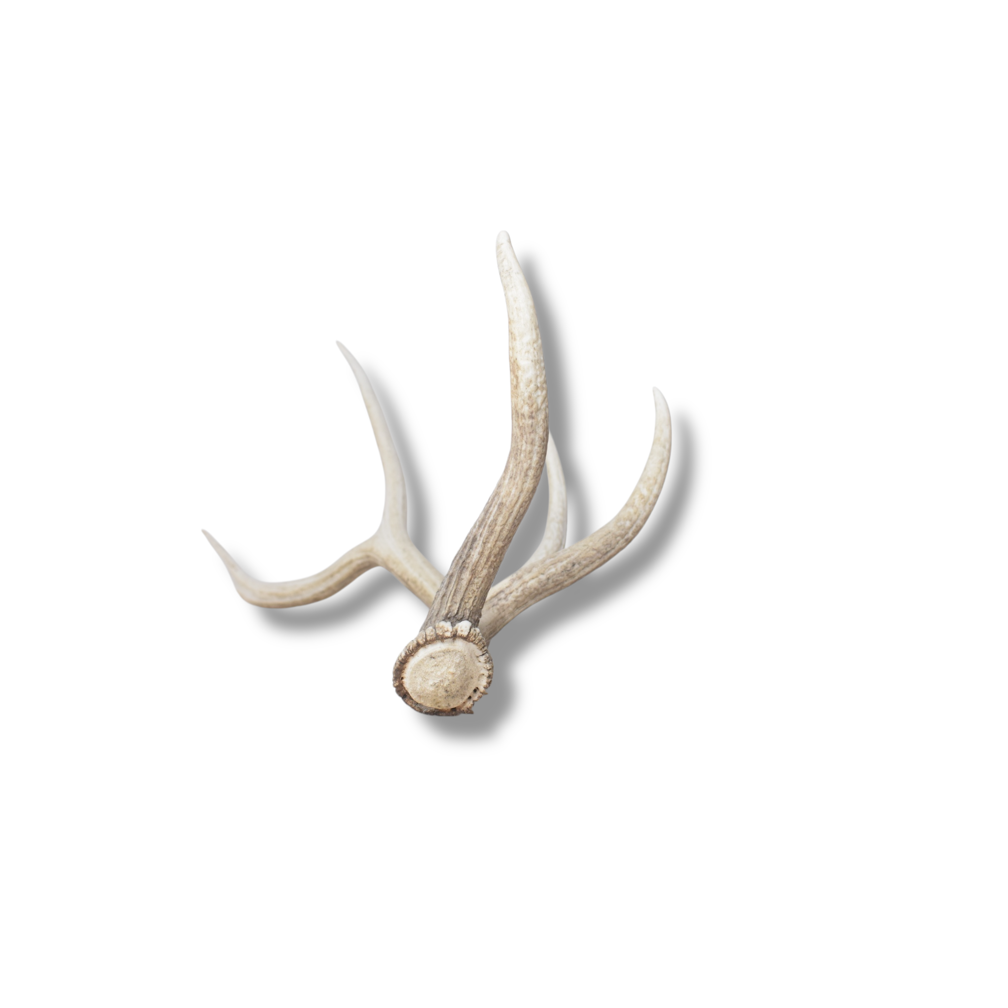 Elk Antler | Medium Size | 127