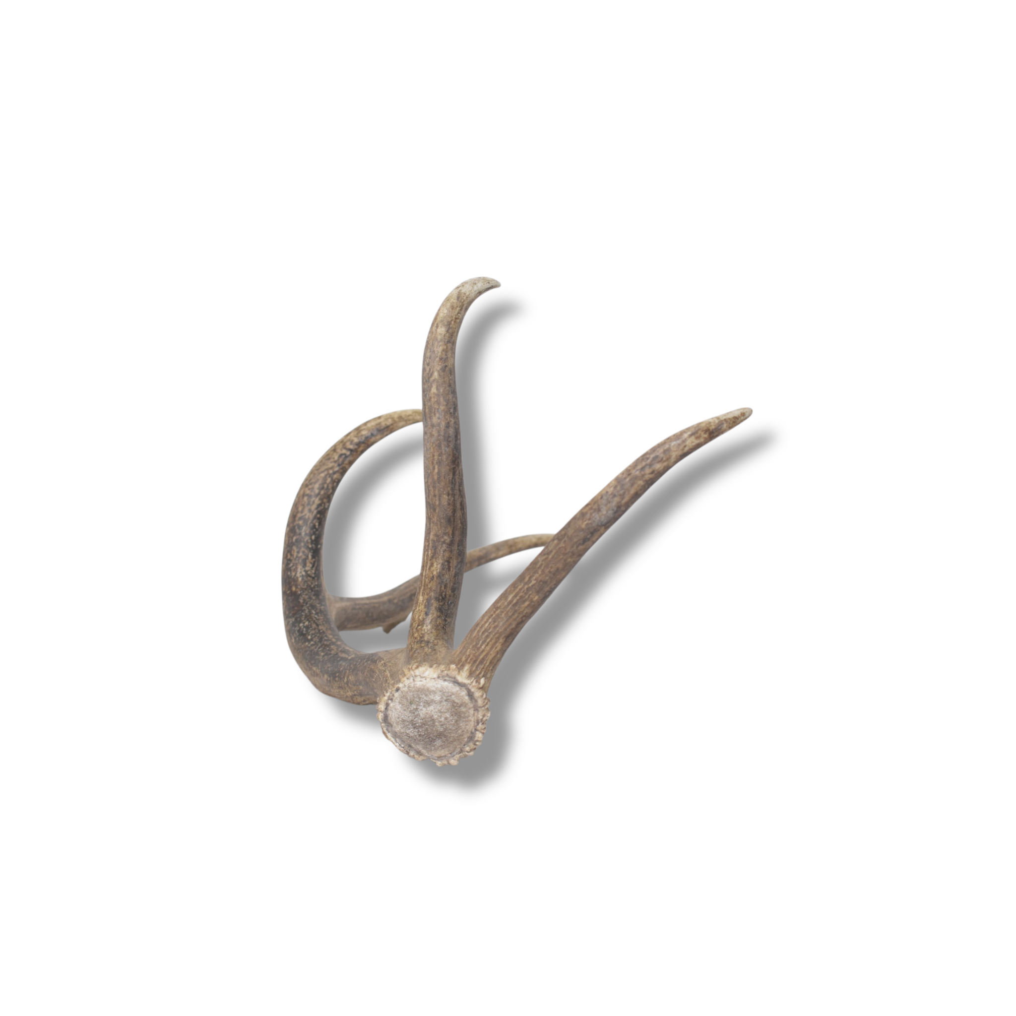 Elk Antler | Small Size | 139