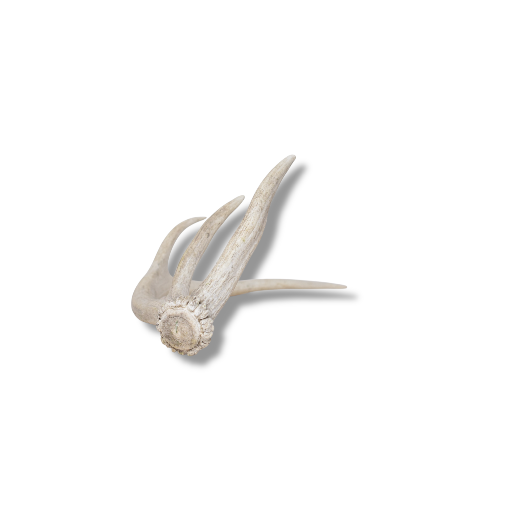 Elk Antler | Small Size | 143