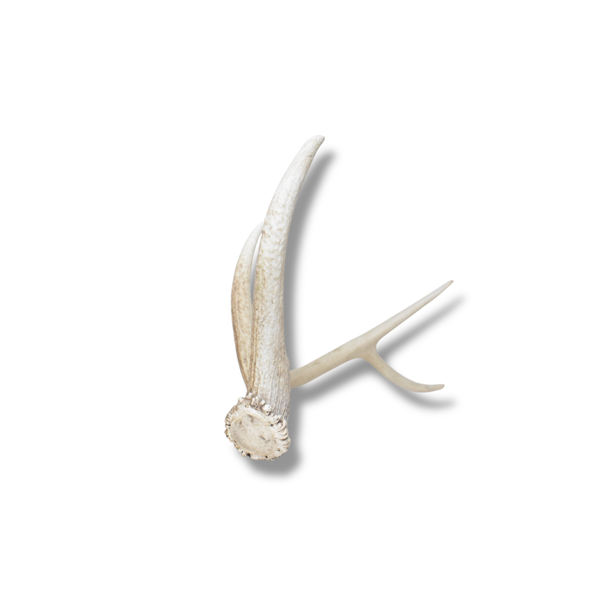 Elk Antler | Small Size | 123