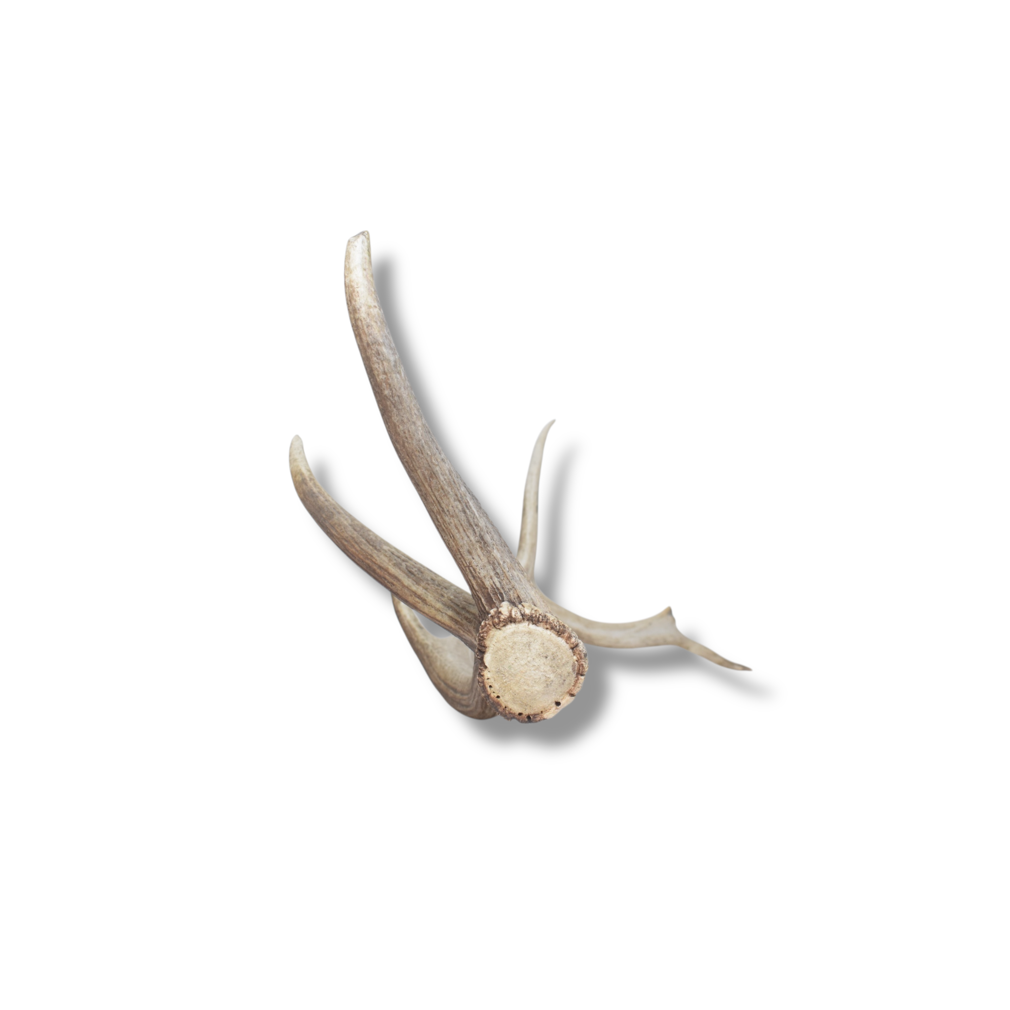 Elk Antler | Large Size | 124