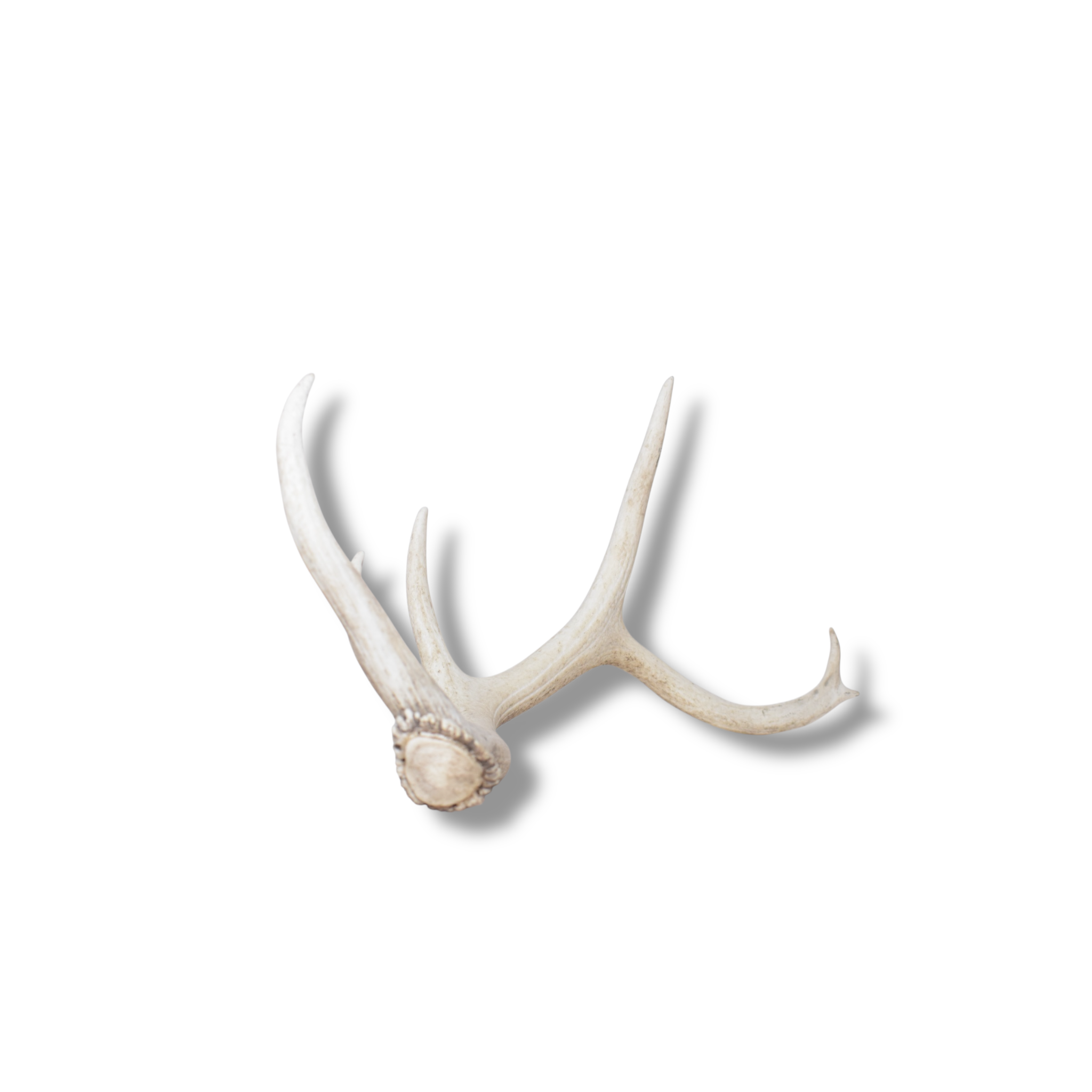 Elk Antler | Small Size | 125