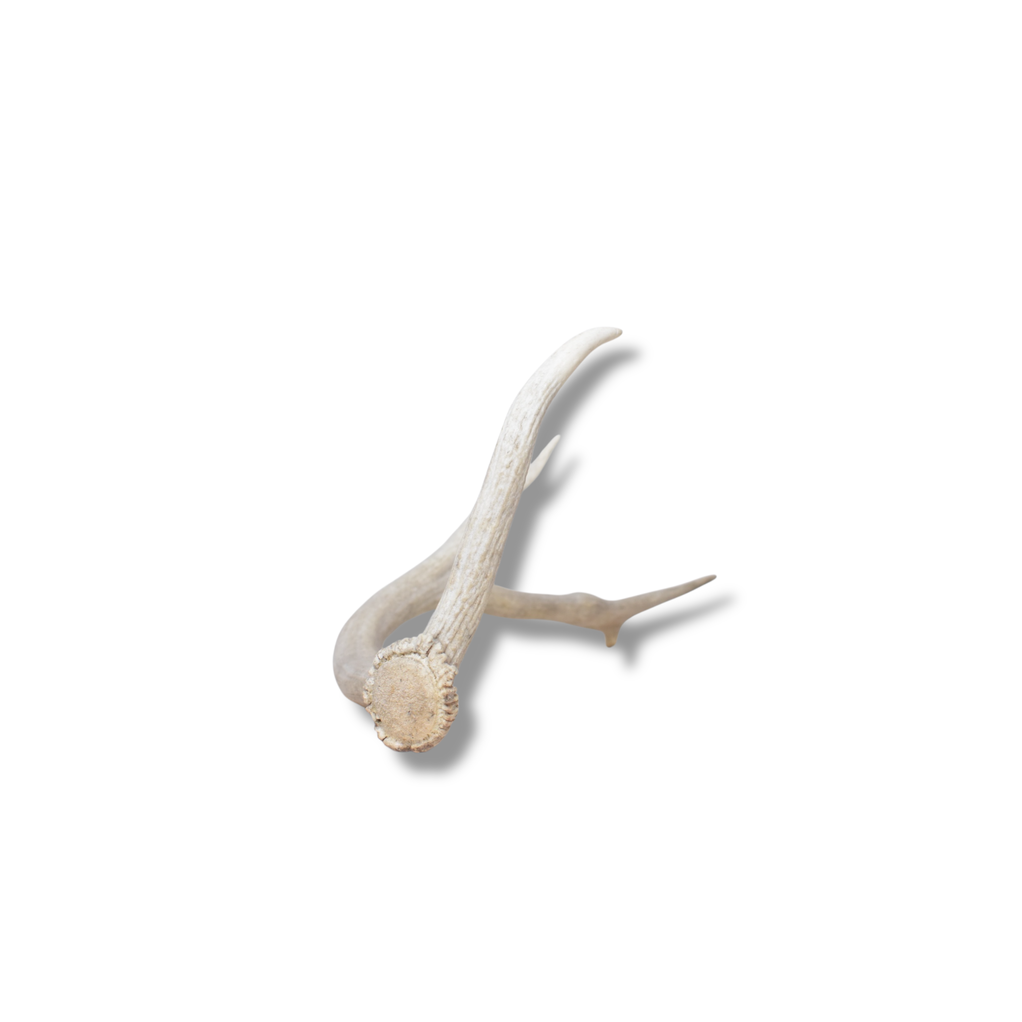 Elk Antler | Small Size | 130