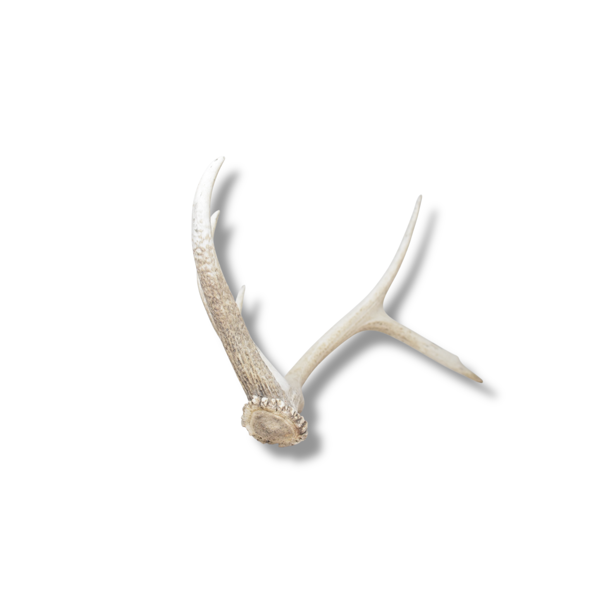 Elk Antler | Medium Size | 121
